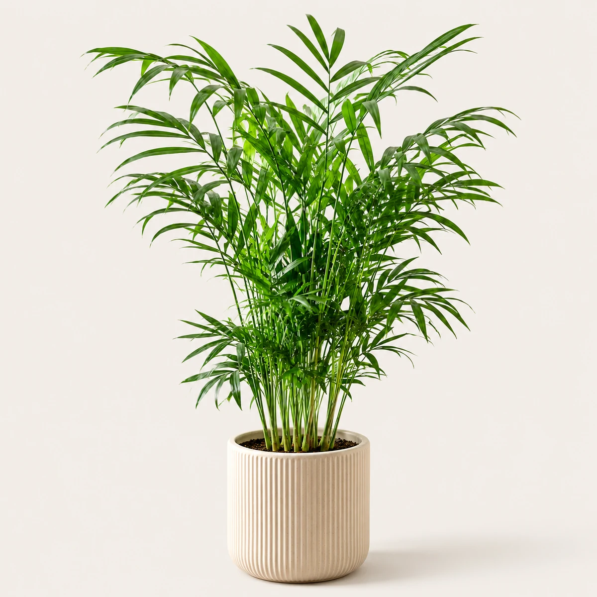 Parlor Palm pet-friendly plant in a simple pot