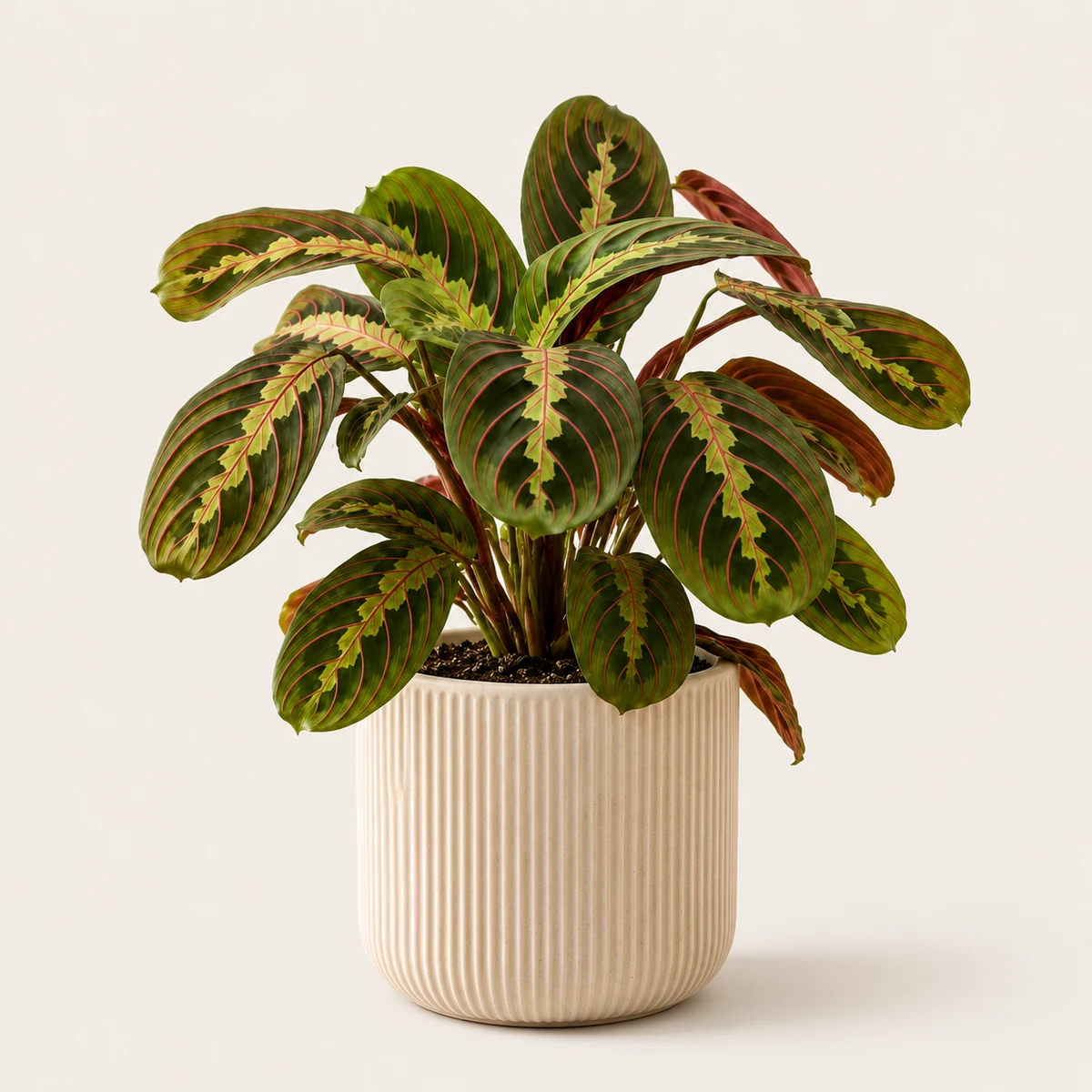Prayer Plant pet-friendly plant in a simple pot