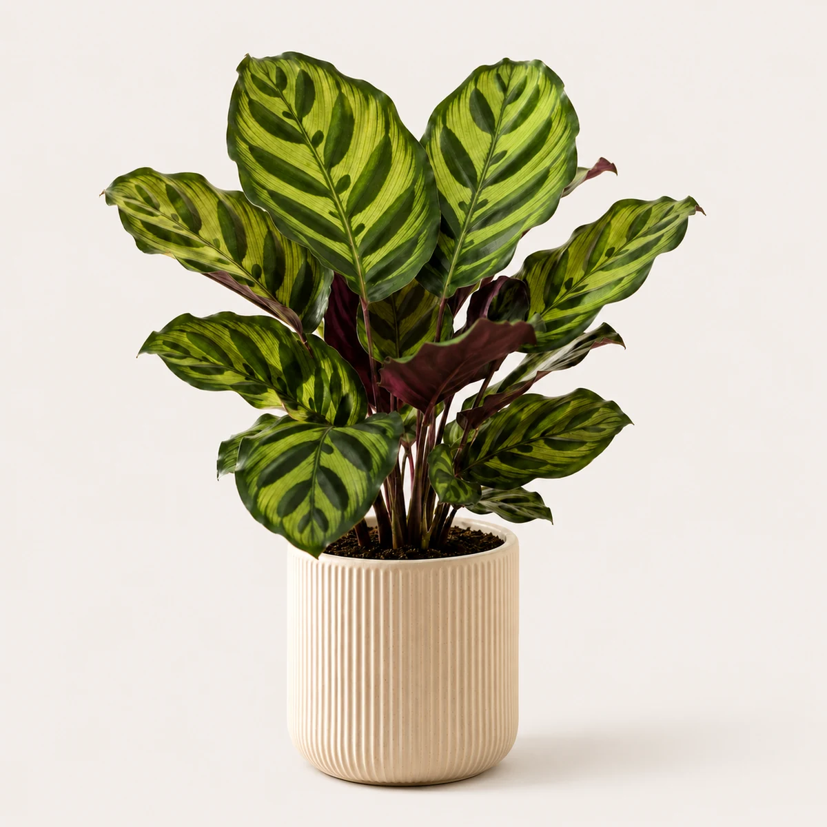 Calathea pet-friendly plant in a simple pot