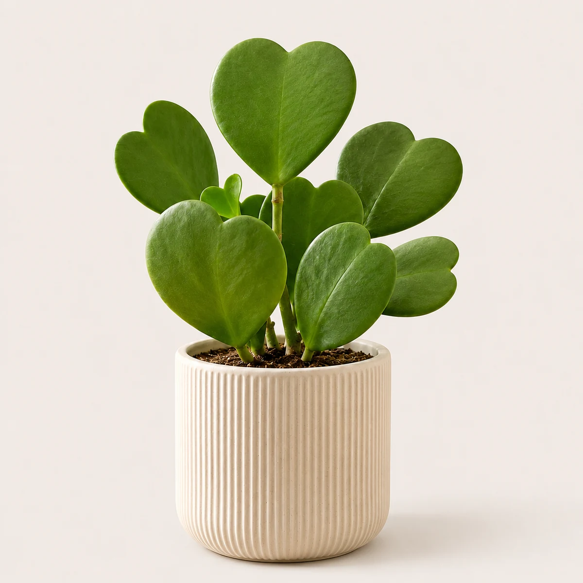 Sweetheart Hoya pet-friendly plant in a simple pot