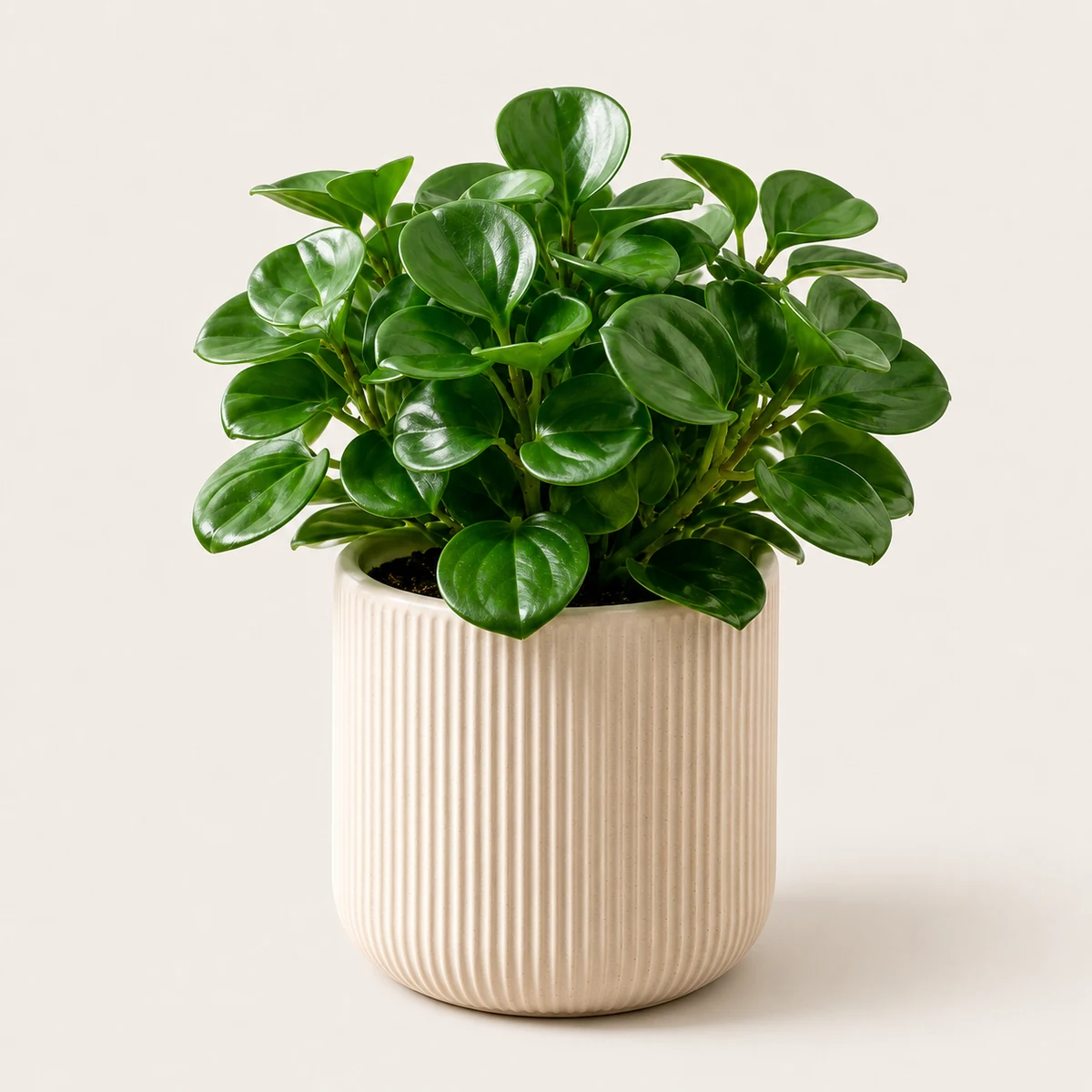 Peperomia pet-friendly plant in a simple pot