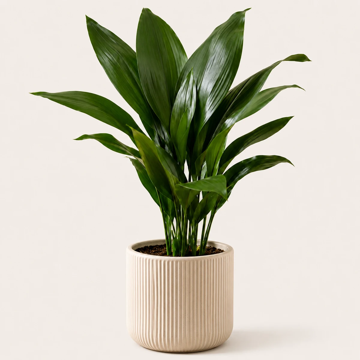 Cast Iron Plant pet-friendly plant in a simple pot
