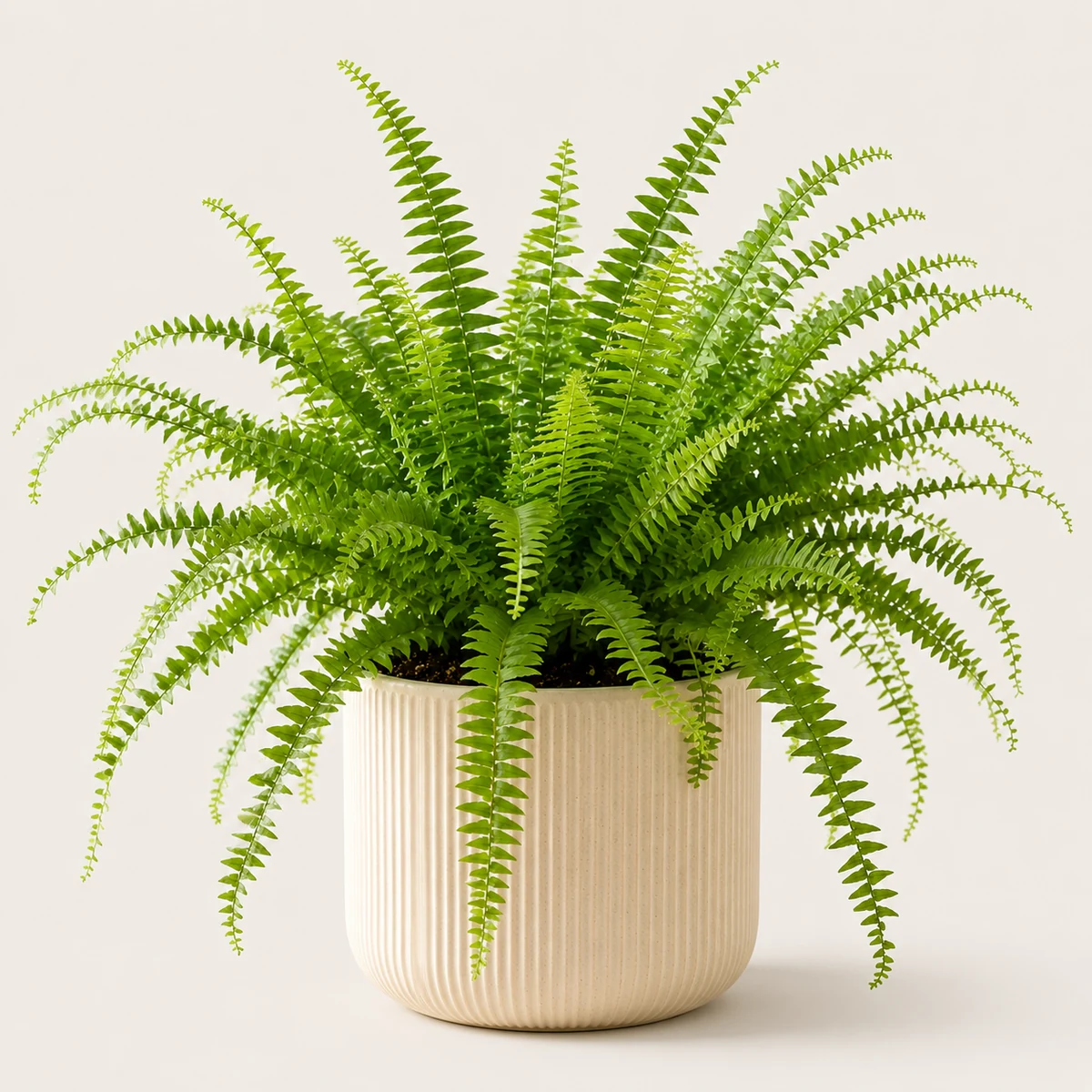 Boston Fern pet-friendly plant in a simple pot