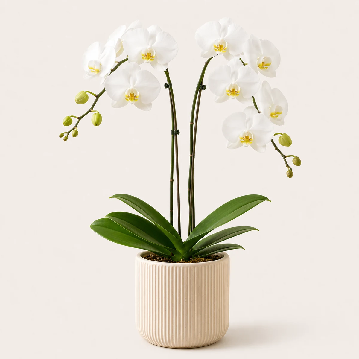 Phalaenopsis Orchid pet-friendly plant in a simple pot