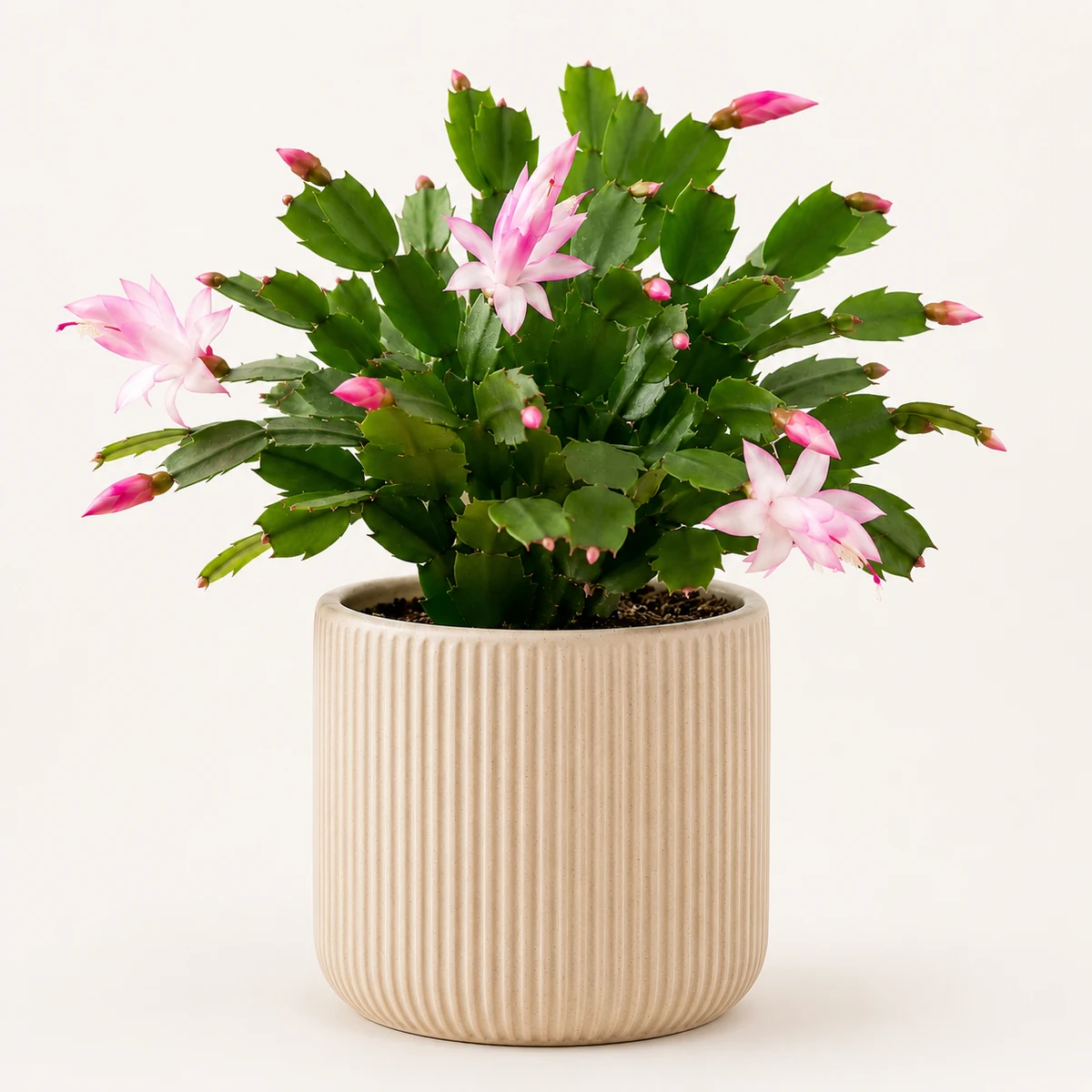 Christmas Cactus pet-friendly plant in a simple pot