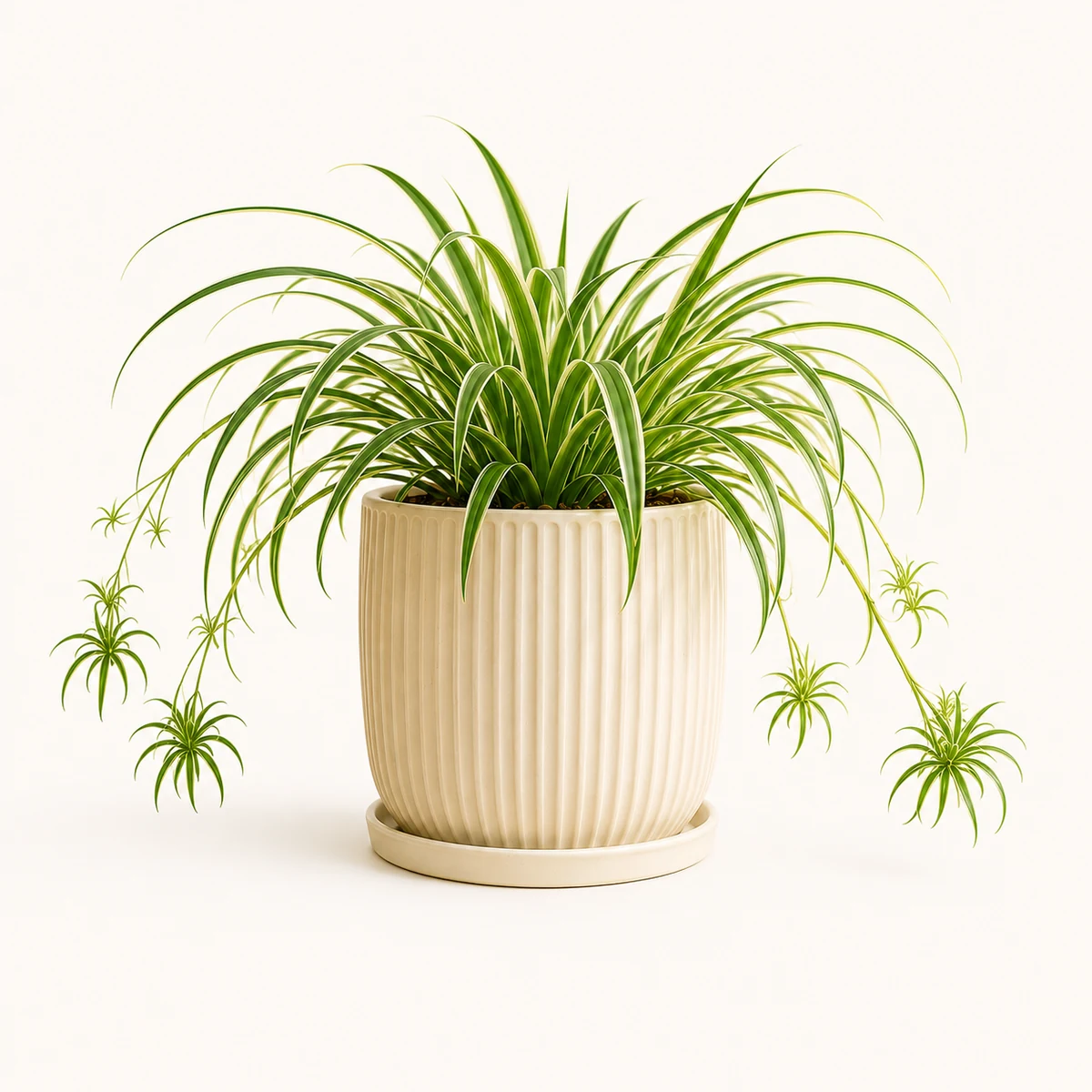 Spider Plant pet-friendly plant in a simple pot