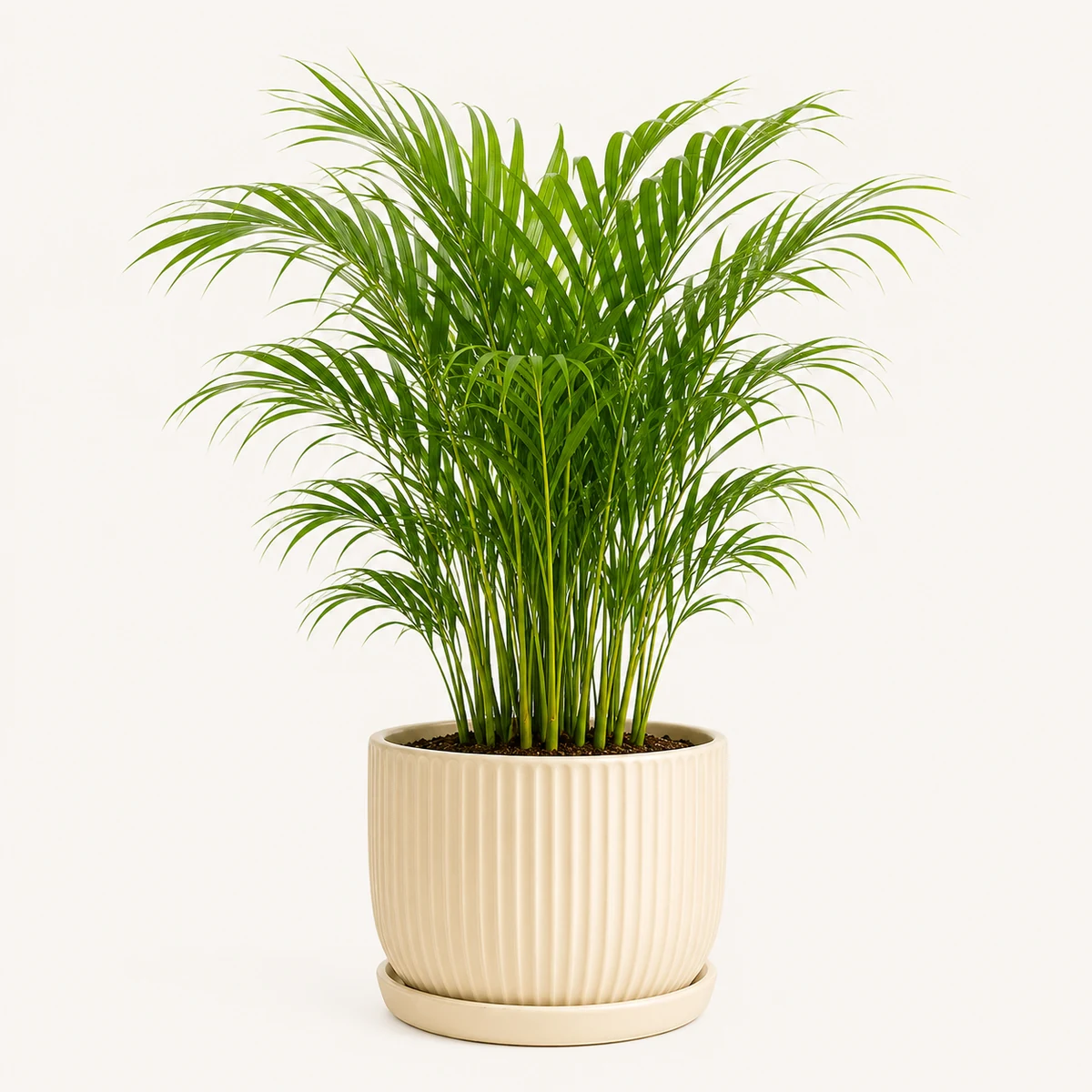 Areca Palm pet-friendly plant in a simple pot