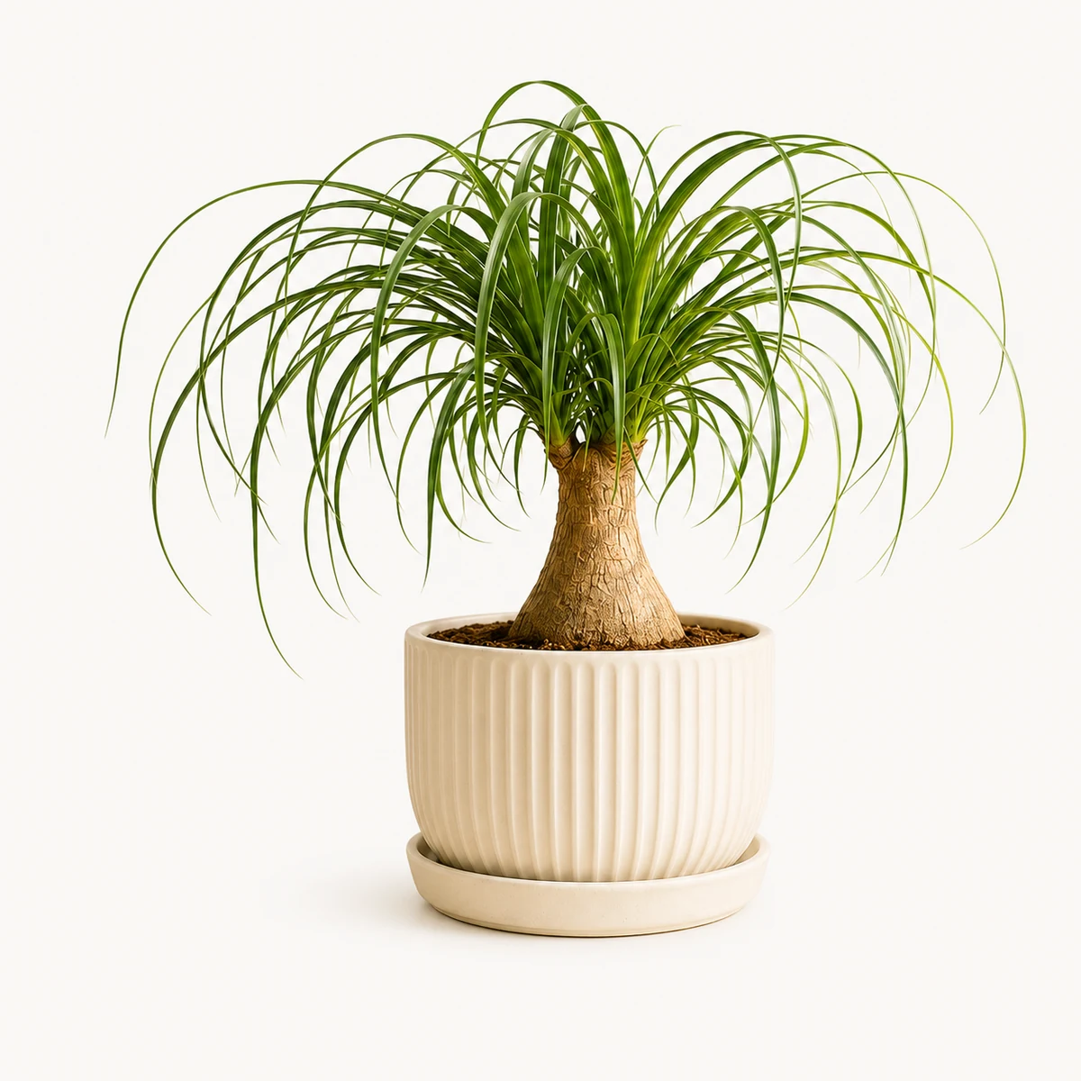 Ponytail Palm pet-friendly plant in a simple pot
