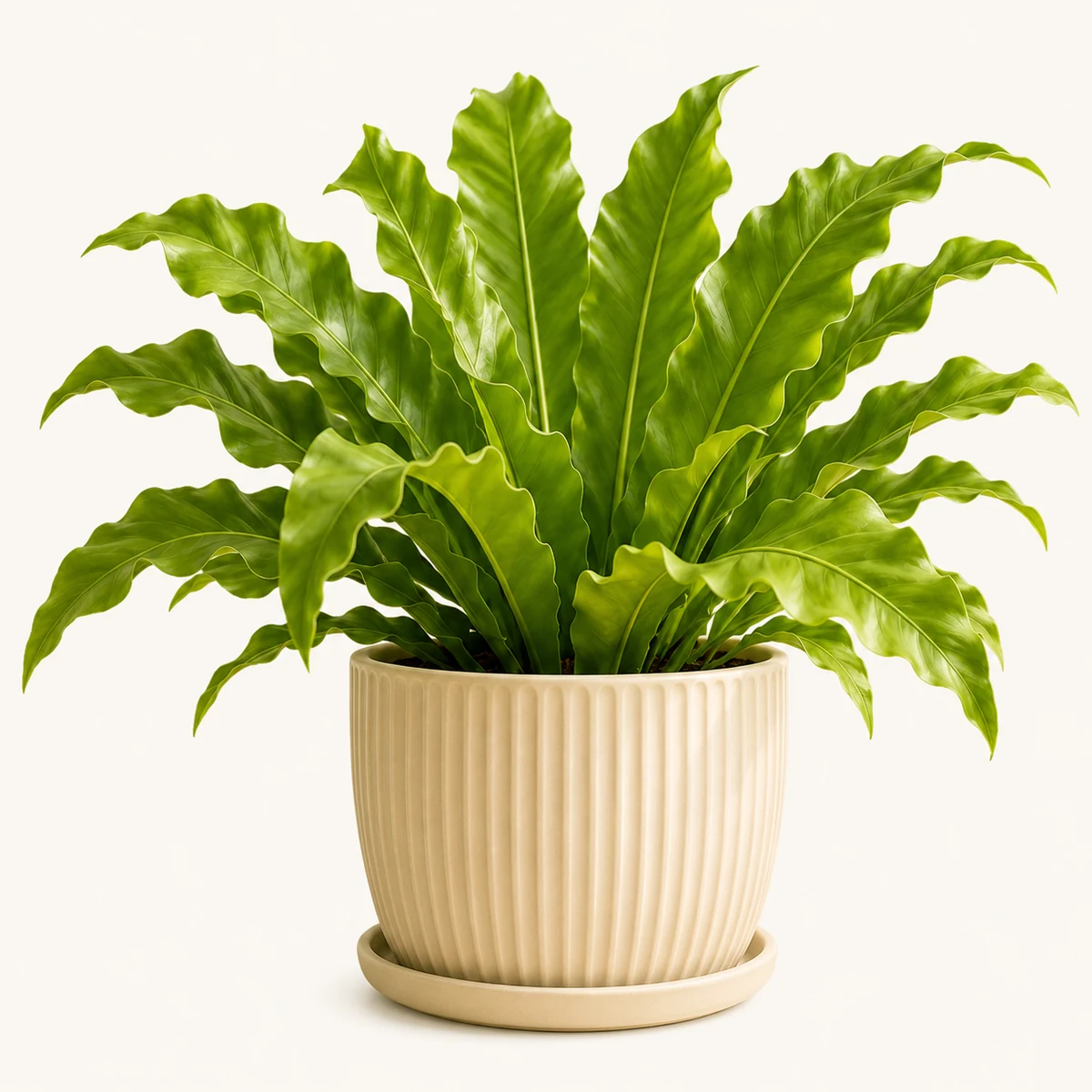 Birdâ€™s Nest Fern pet-friendly plant in a simple pot