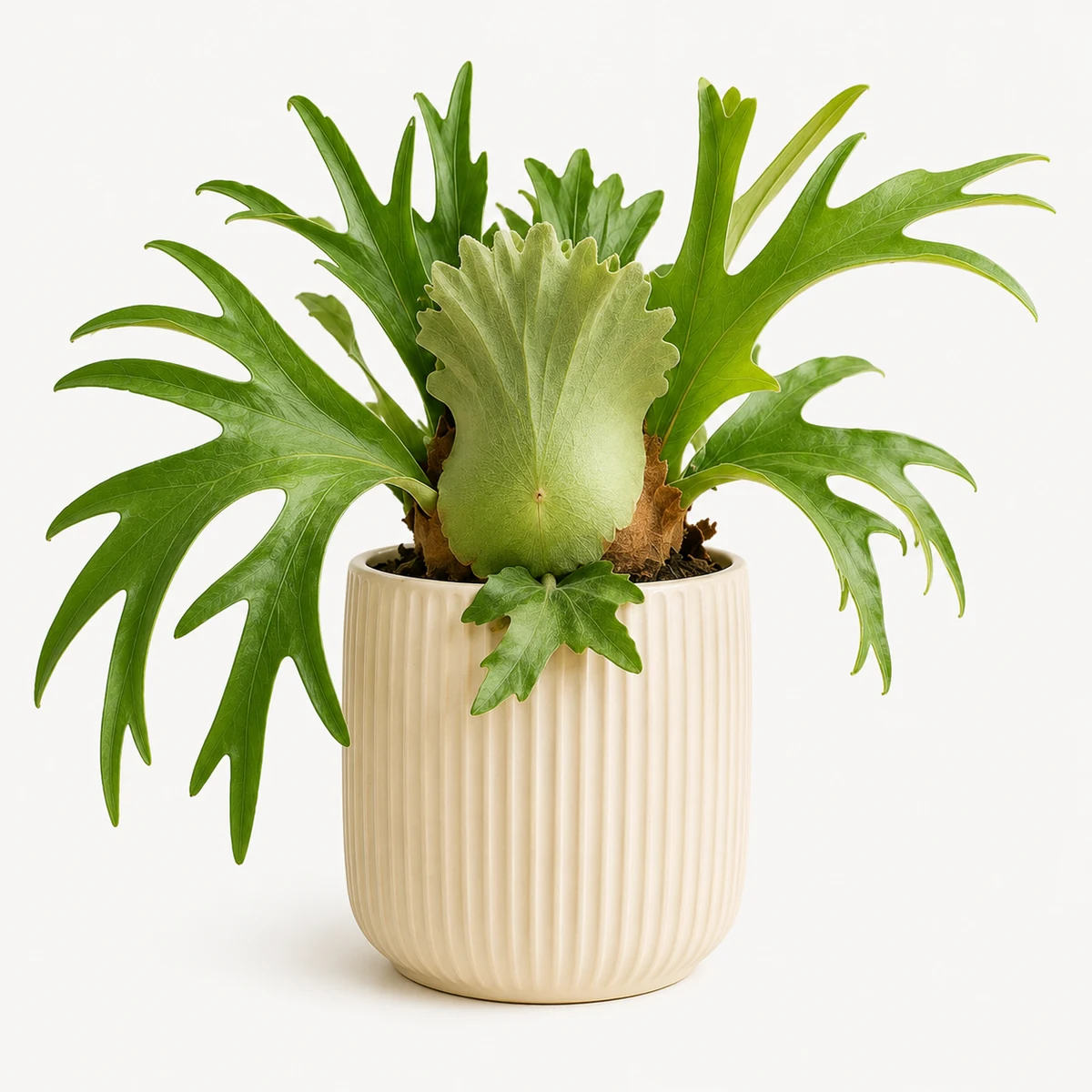 Staghorn Fern pet-friendly plant in a simple pot