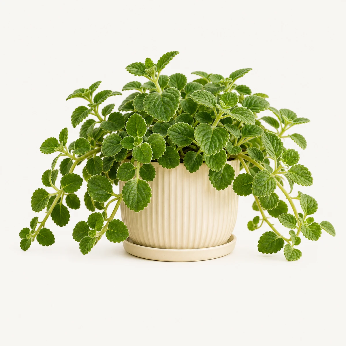 Swedish Ivy pet-friendly plant in a simple pot