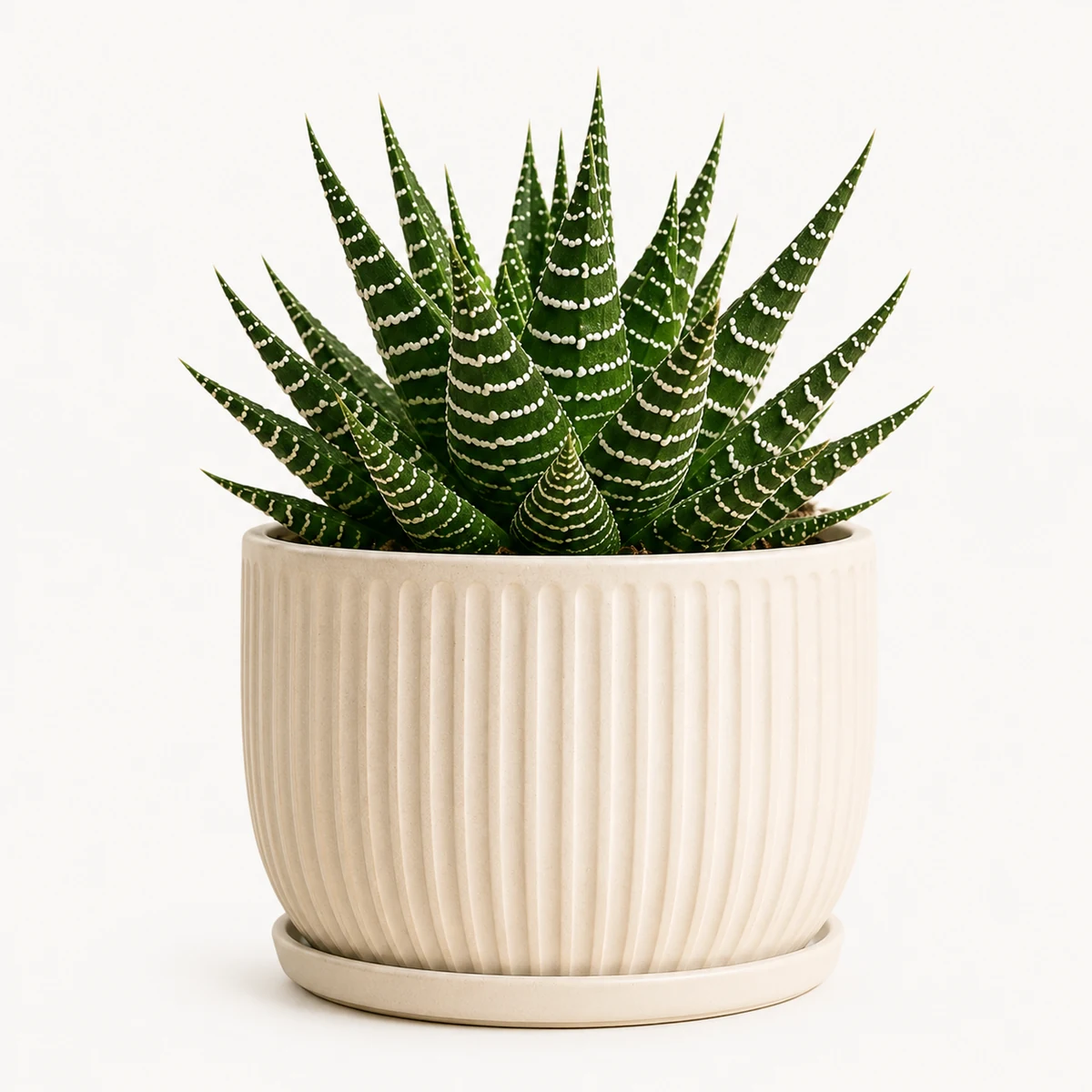 Haworthia pet-friendly plant in a simple pot