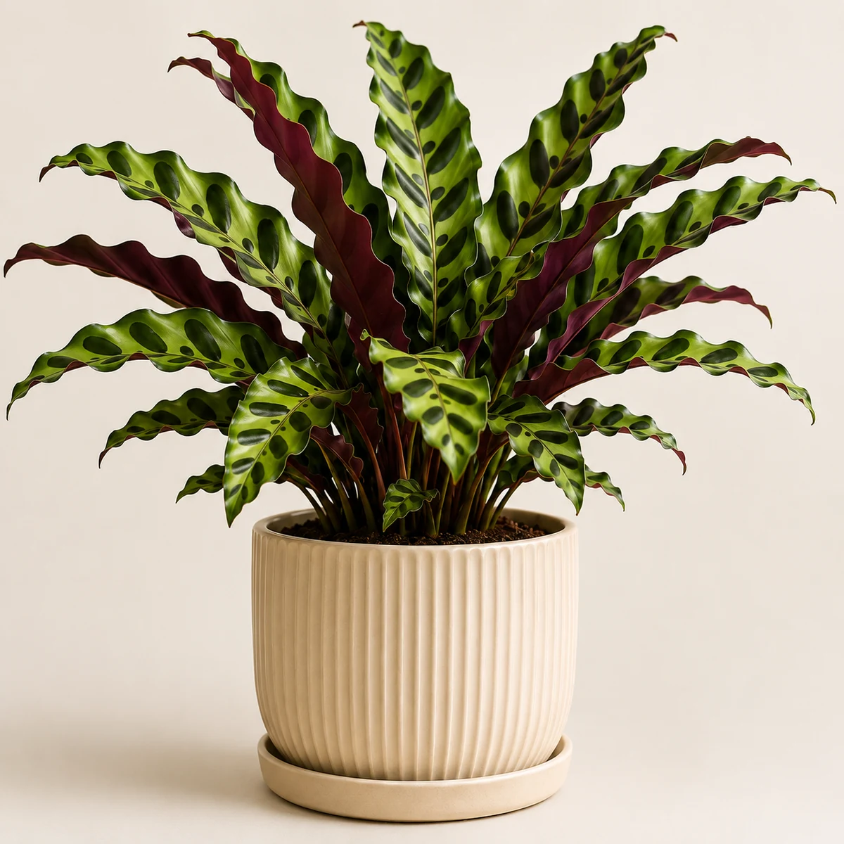 Rattlesnake Plant pet-friendly plant in a simple pot