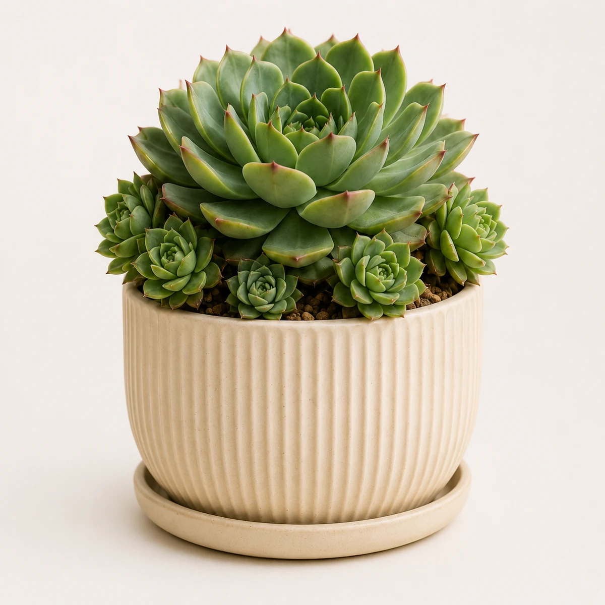 Hens and Chicks pet-friendly plant in a simple pot