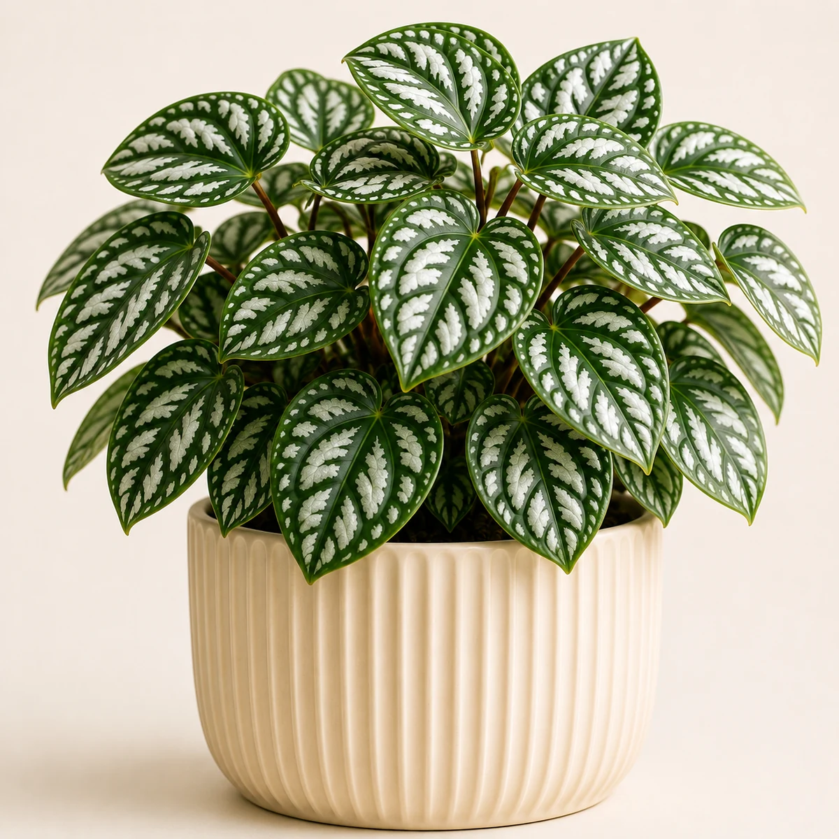 Aluminum Plant pet-friendly plant in a simple pot