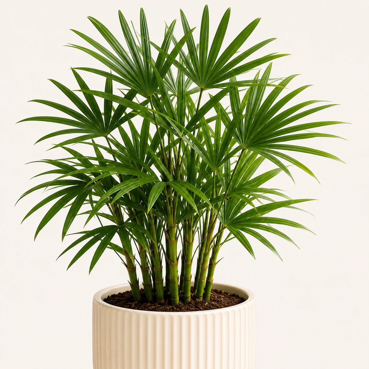 Lady Palm pet-friendly plant in a simple pot