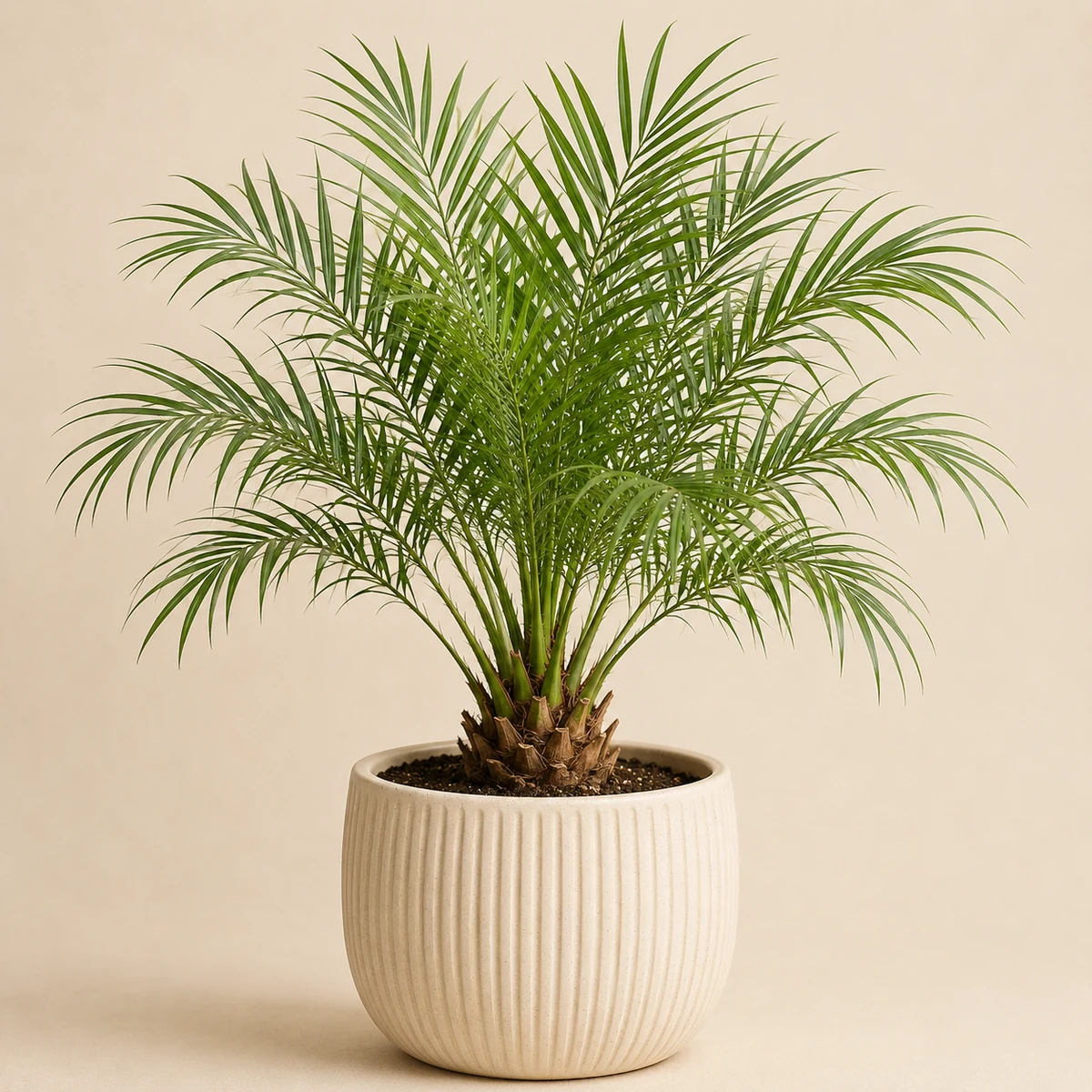 Miniature Date Palm pet-friendly plant in a simple pot