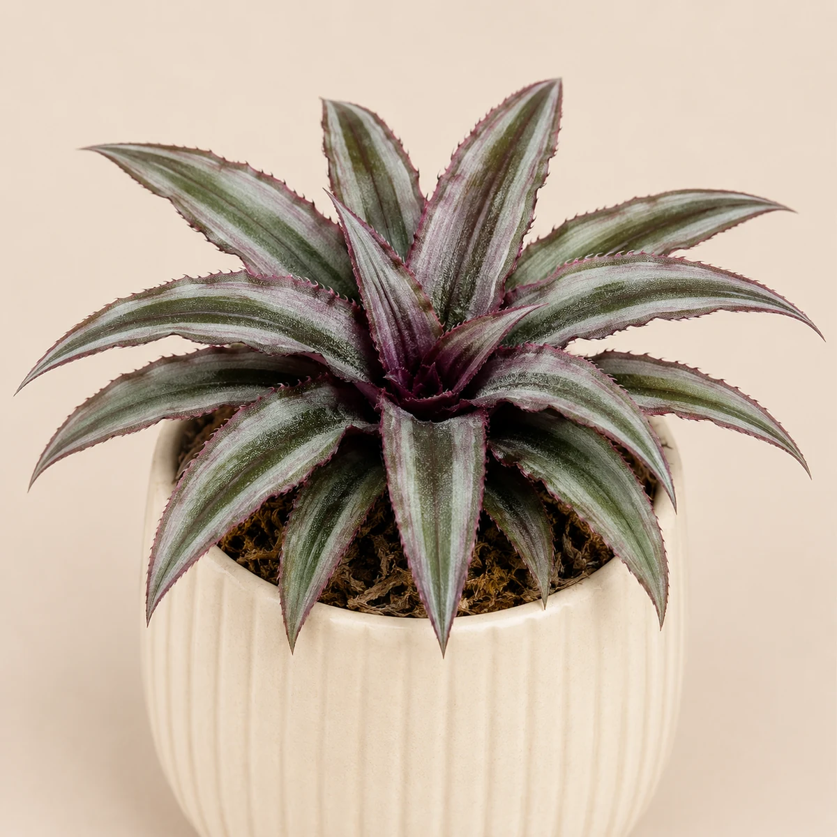 Earth Star pet-friendly plant in a simple pot