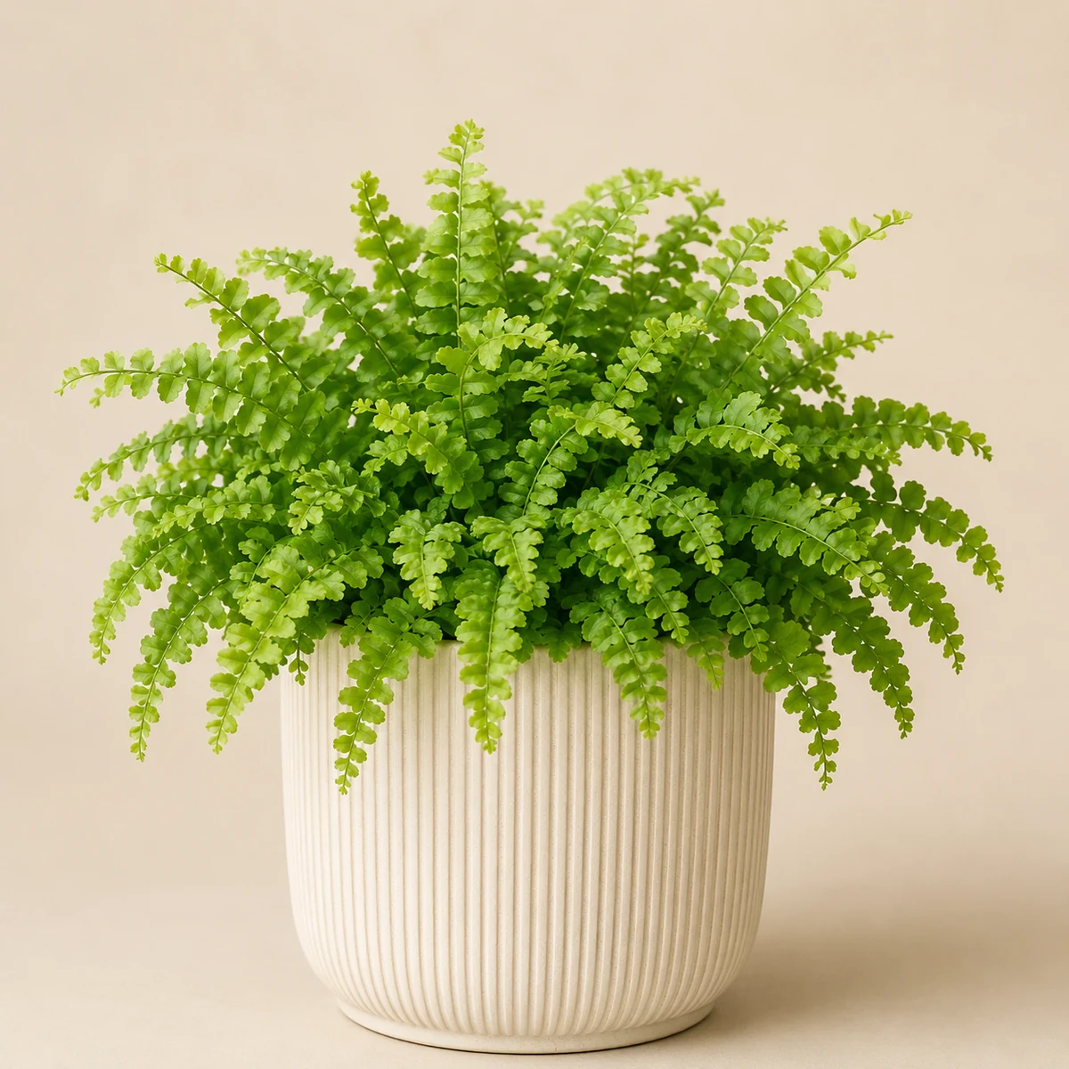 Lemon Button Fern pet-friendly plant in a simple pot