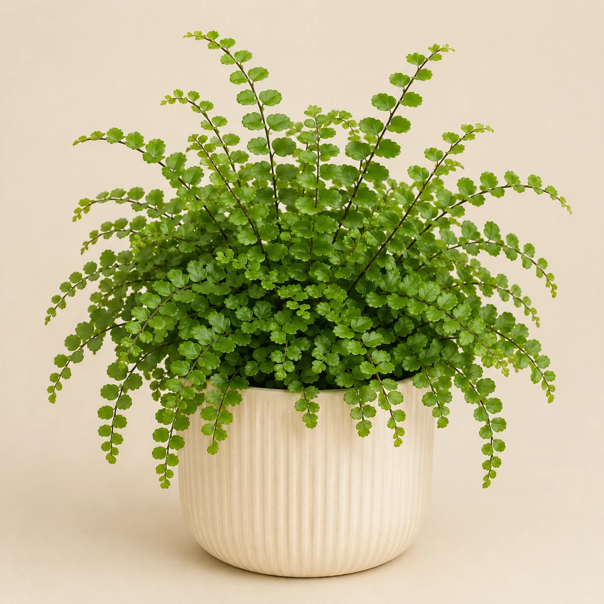Button Fern pet-friendly plant in a simple pot