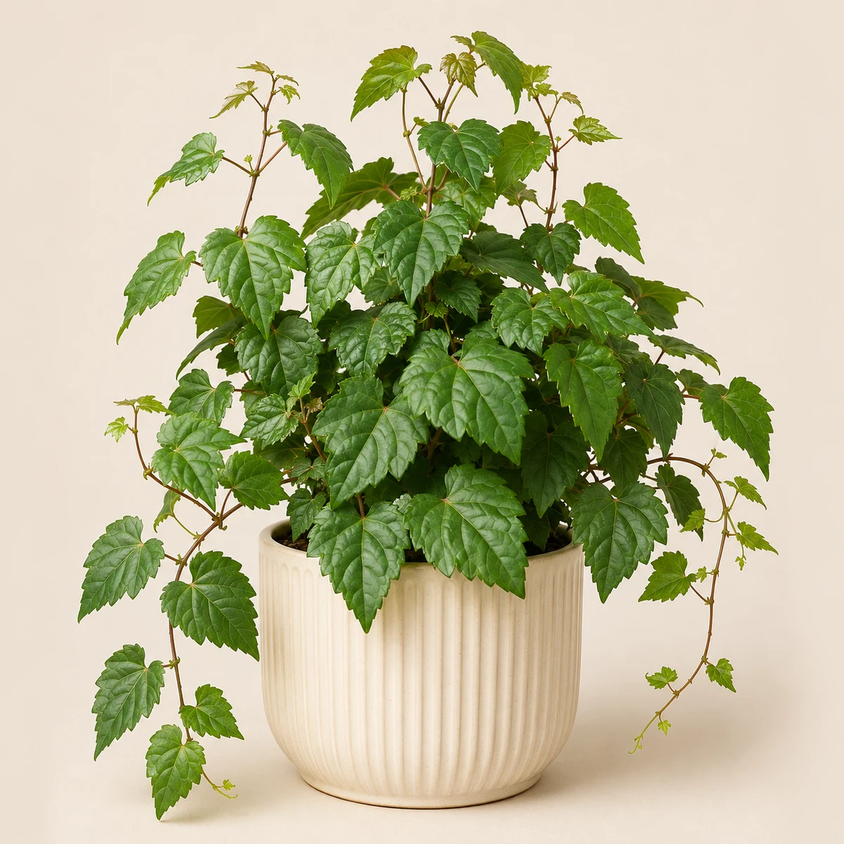 Grape Ivy pet-friendly plant in a simple pot