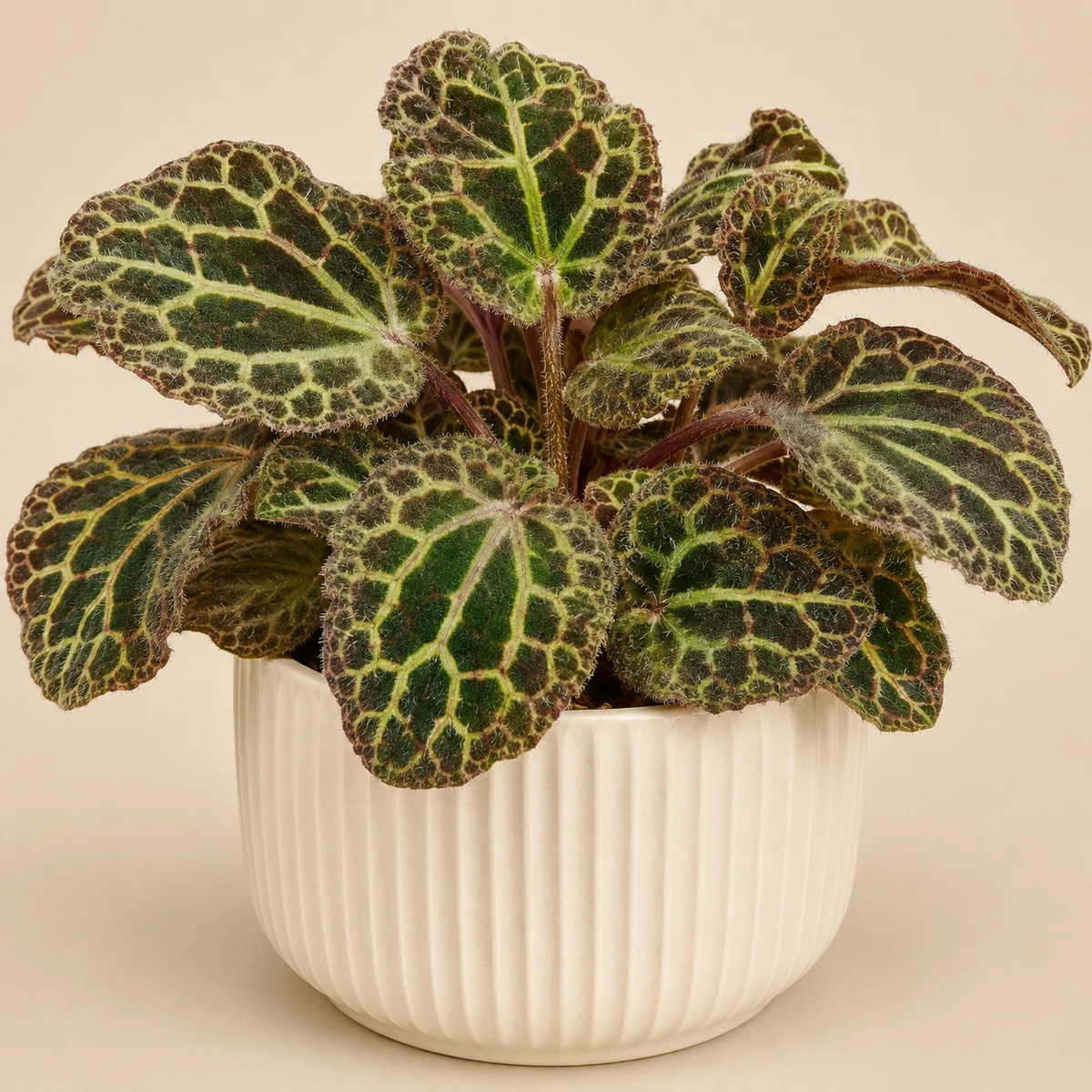 Mosaic Plant pet-friendly plant in a simple pot
