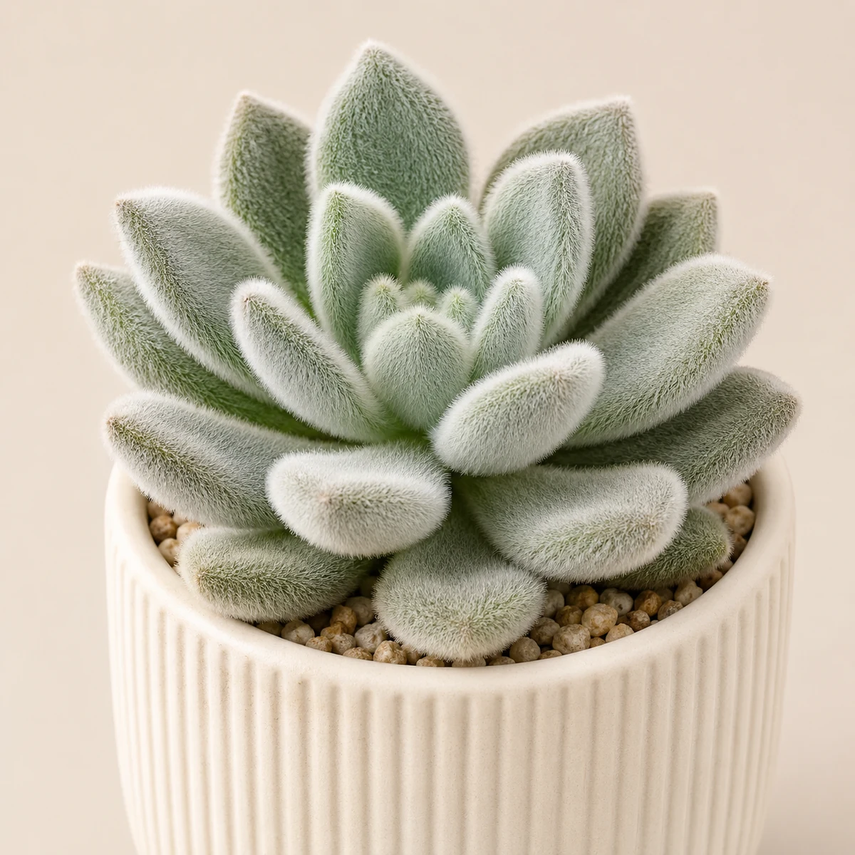 Living Stones pet-friendly plant in a simple pot