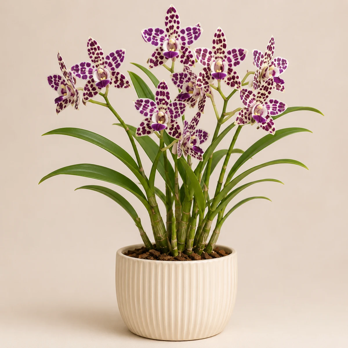 Leopard Orchid pet-friendly plant in a simple pot
