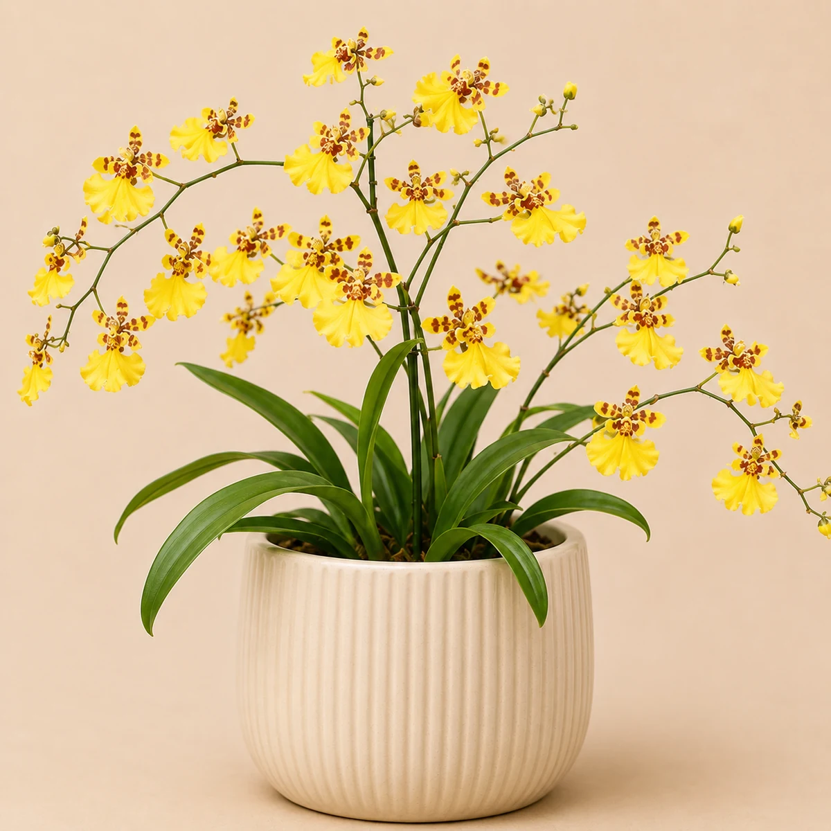 Dancing Doll Orchid pet-friendly plant in a simple pot
