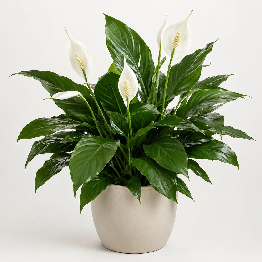 Peace lily houseplant with white blooms in a neutral pot