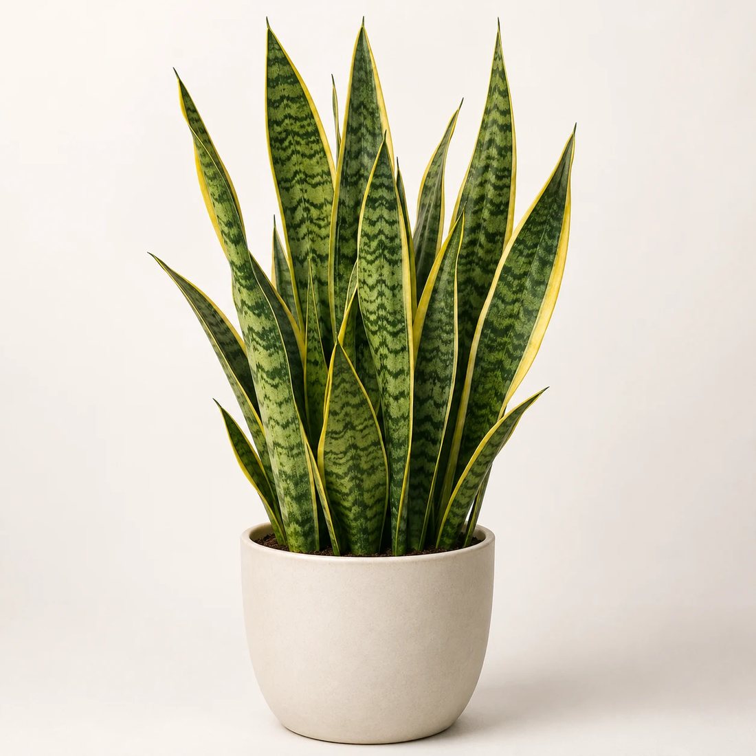 Snake plant upright striped leaves in a neutral pot