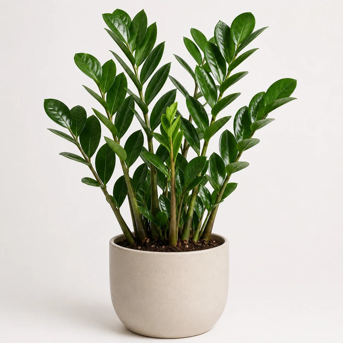 ZZ plant with glossy upright leaves in a neutral pot