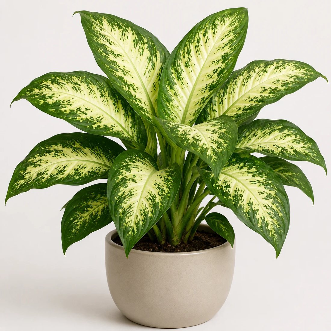 Dumb cane variegated houseplant in a neutral pot