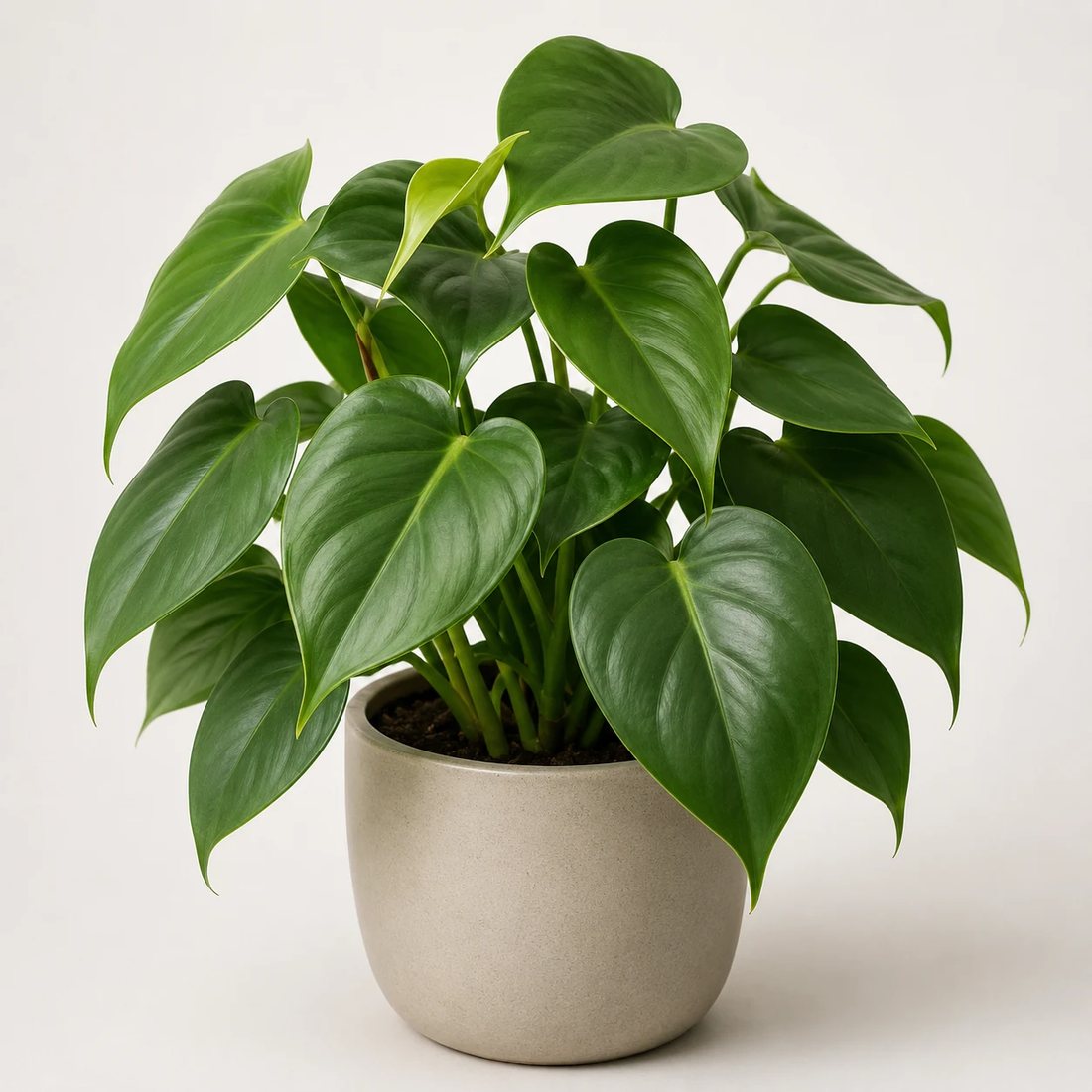 Heartleaf philodendron green heart-shaped leaves in a neutral pot