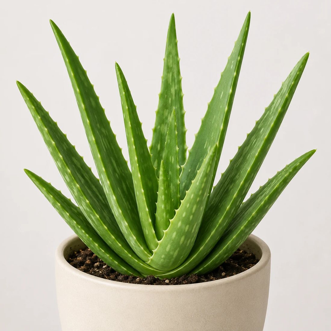 Aloe vera succulent plant in a neutral pot