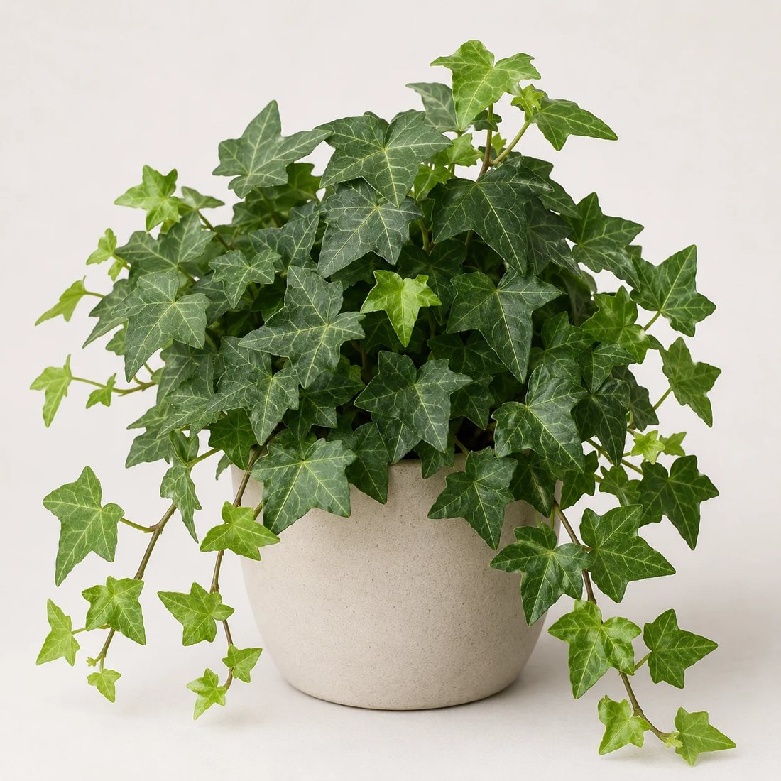 English ivy trailing plant in a neutral pot