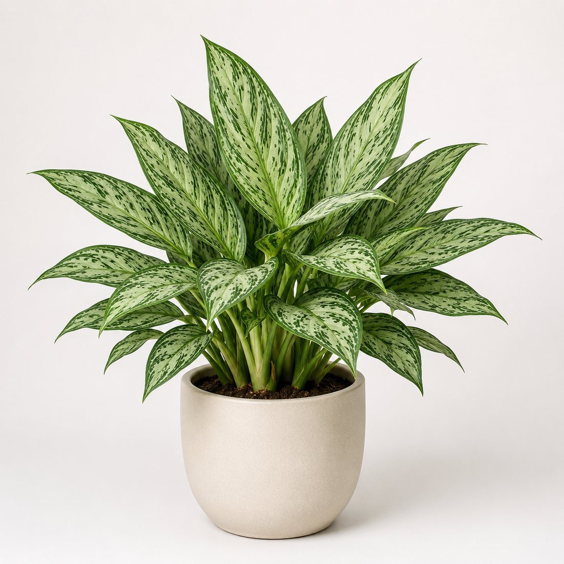 Chinese evergreen houseplant in a neutral pot