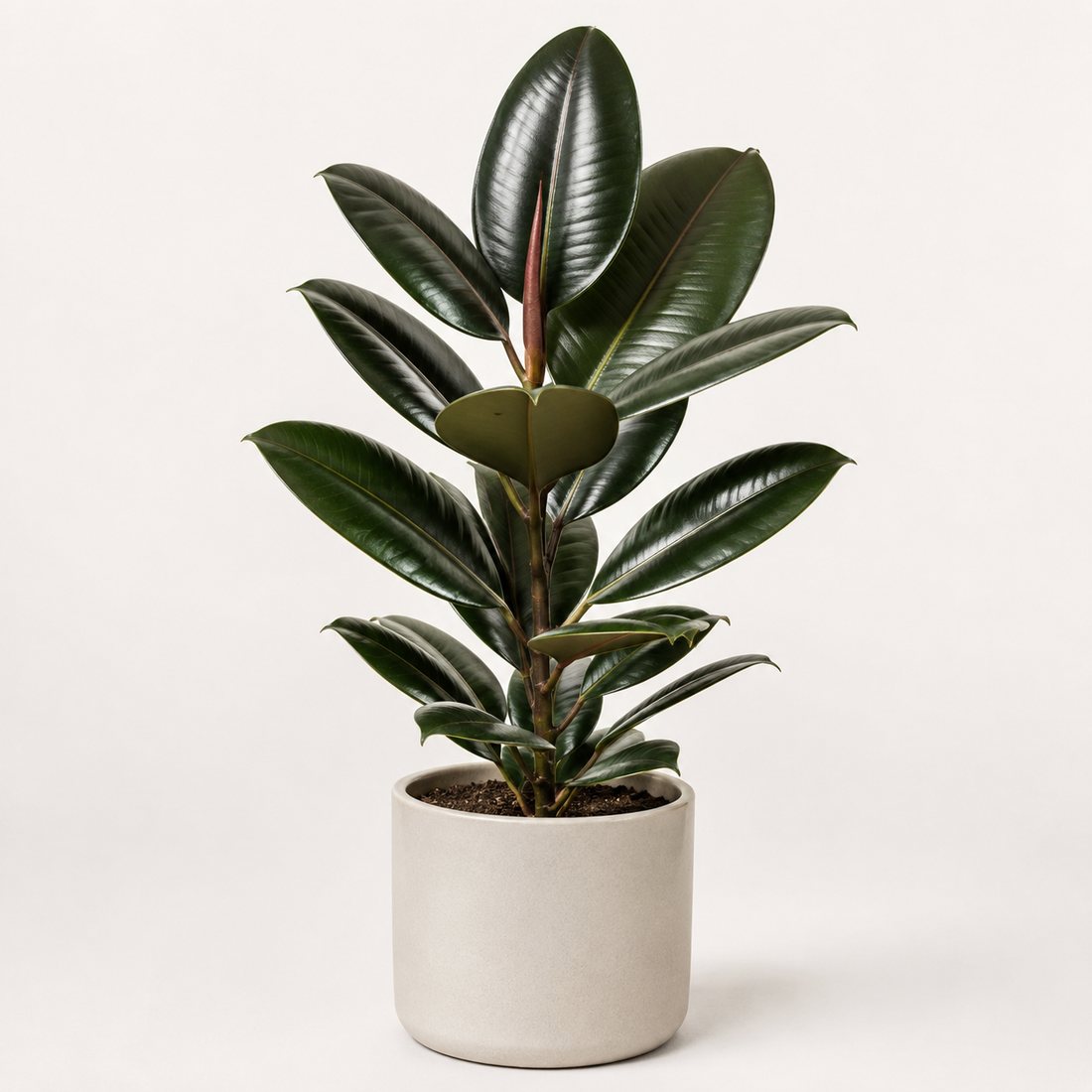 Rubber plant with large glossy leaves in a neutral pot