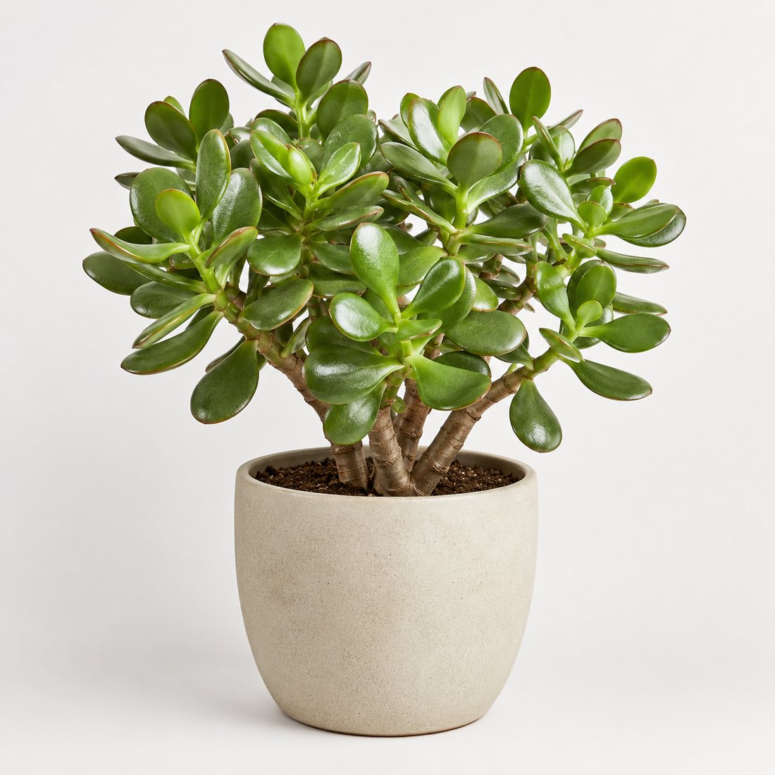 Jade plant succulent in a neutral pot