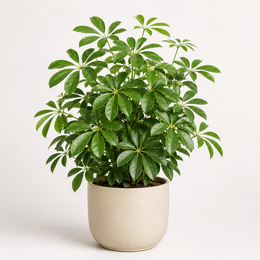 Schefflera umbrella plant in a neutral pot