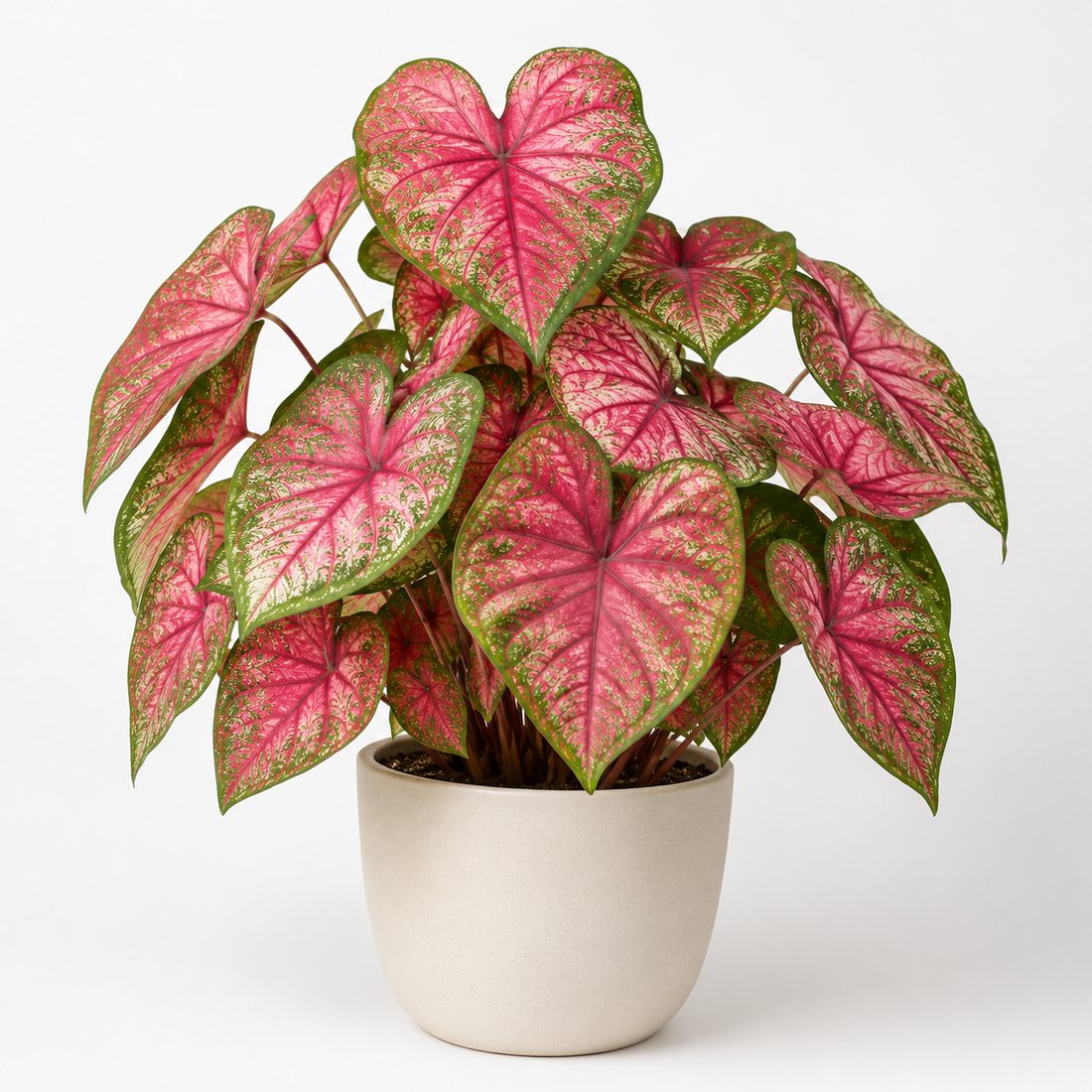 Colorful caladium foliage plant in a neutral pot