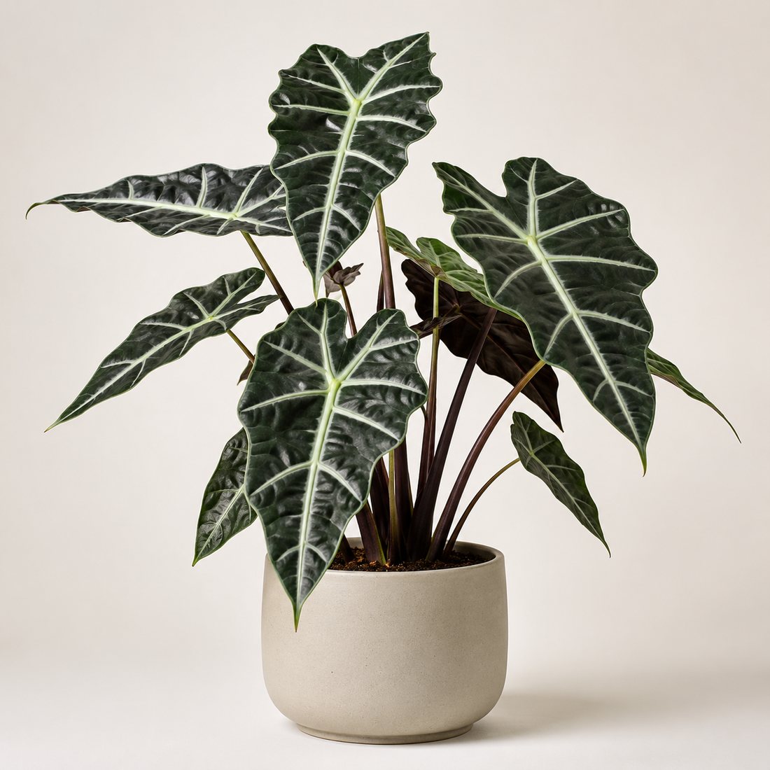 Alocasia upright tropical foliage plant in a neutral pot