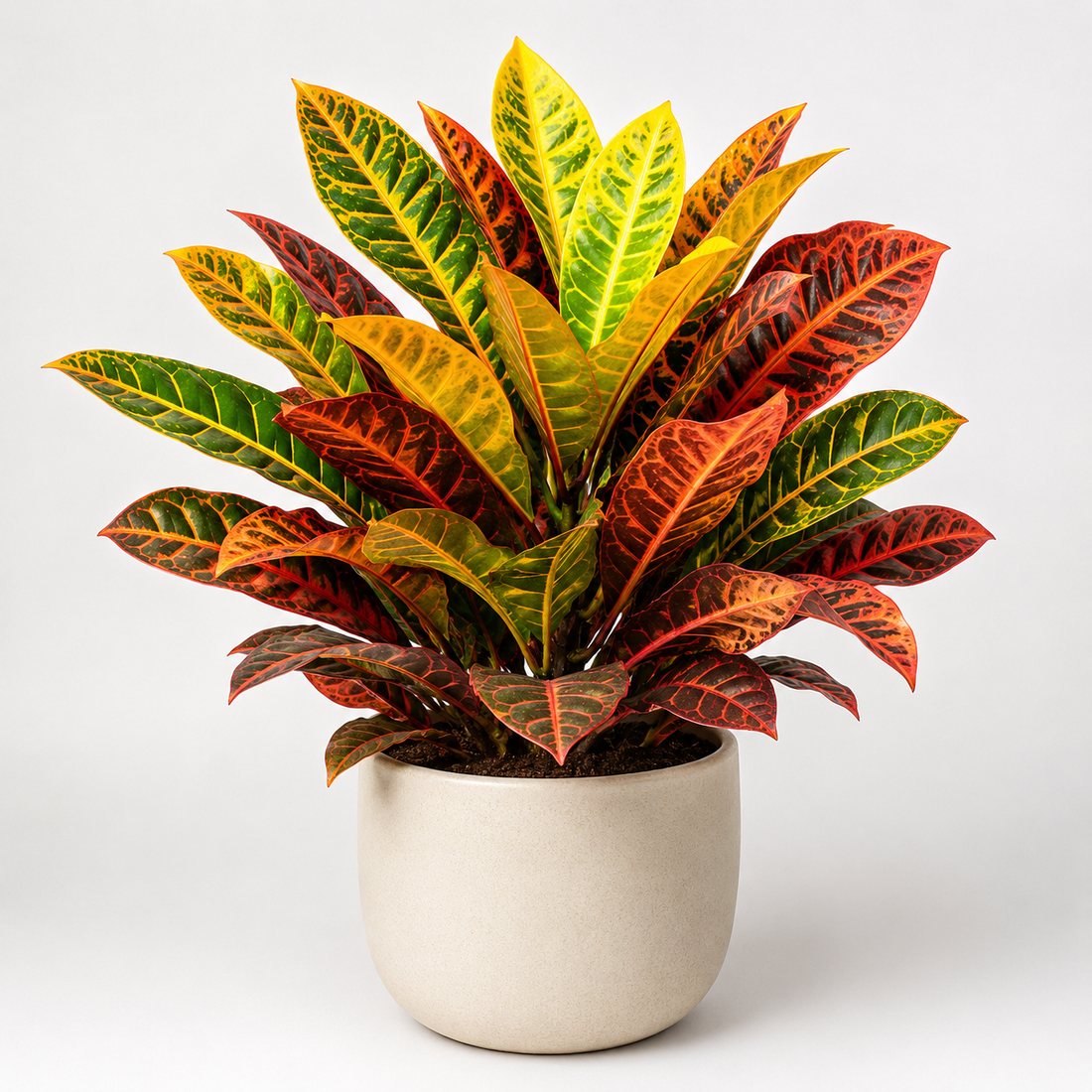 Croton colorful foliage plant in a neutral pot