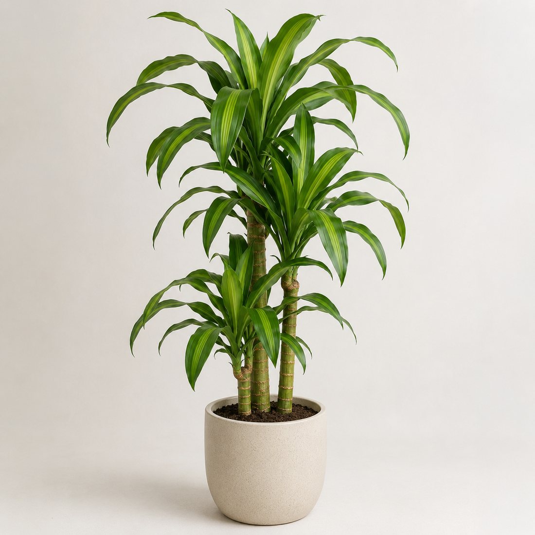 Corn plant dracaena in a neutral pot