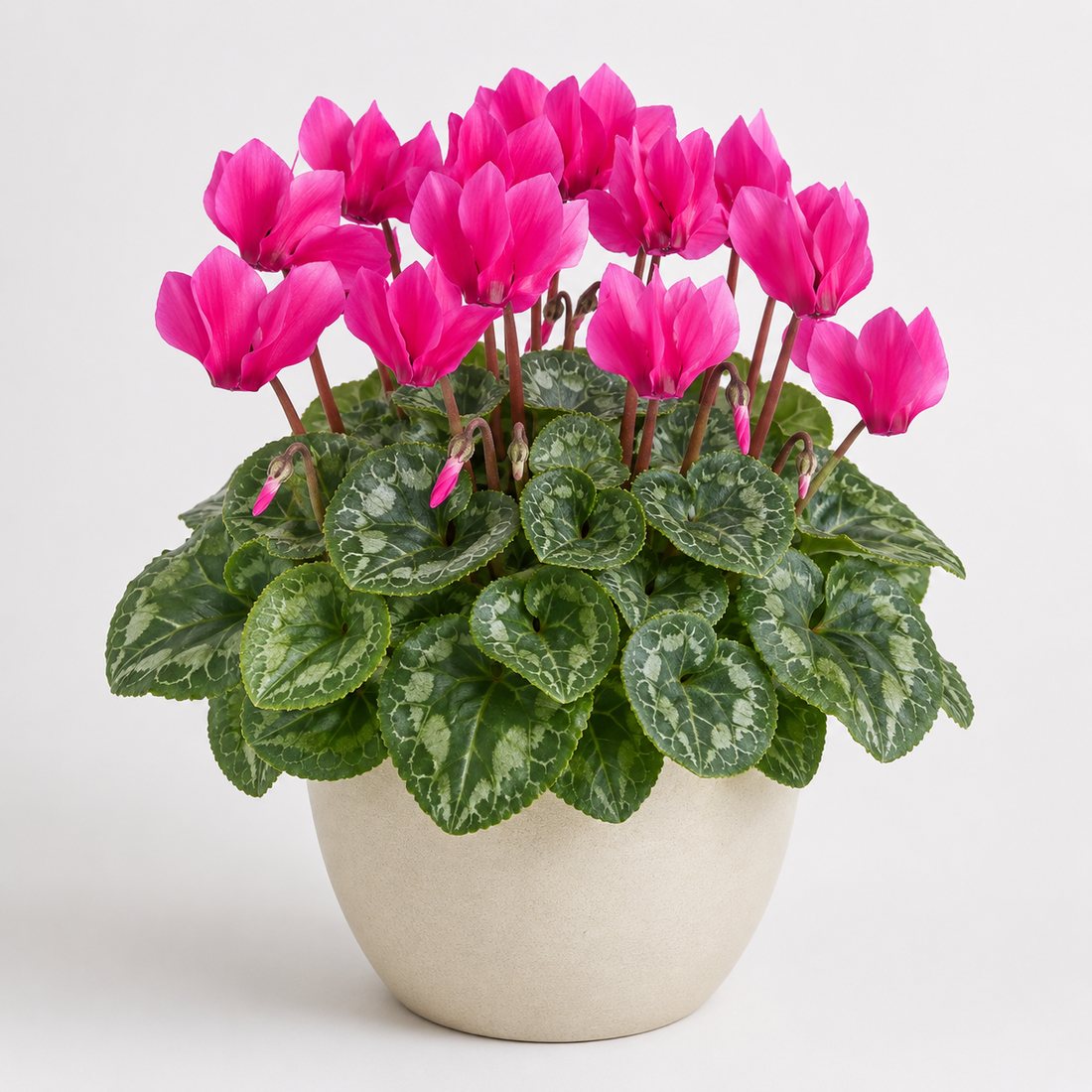 Cyclamen flowering plant in a neutral pot