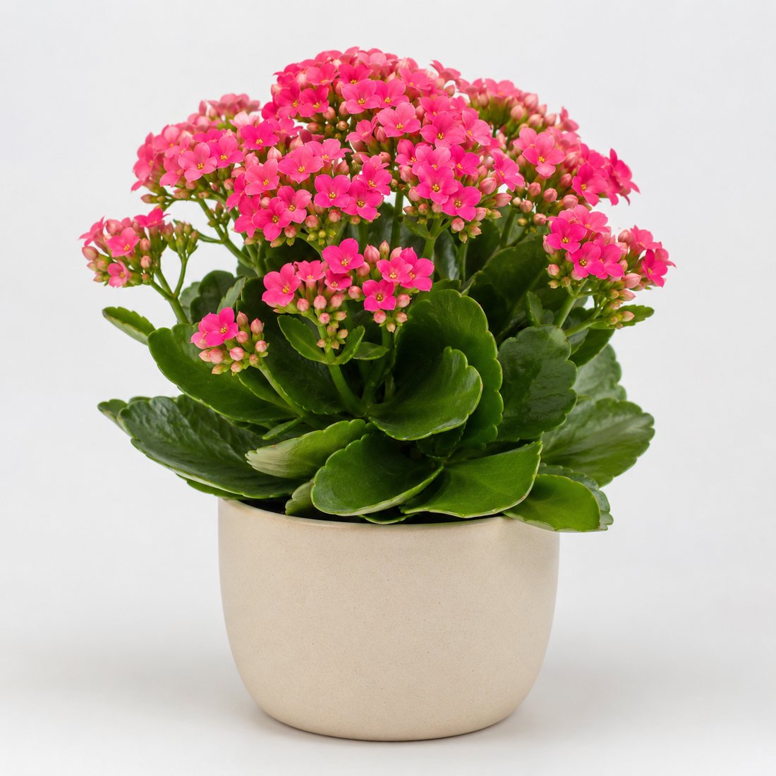 Kalanchoe flowering succulent in a neutral pot