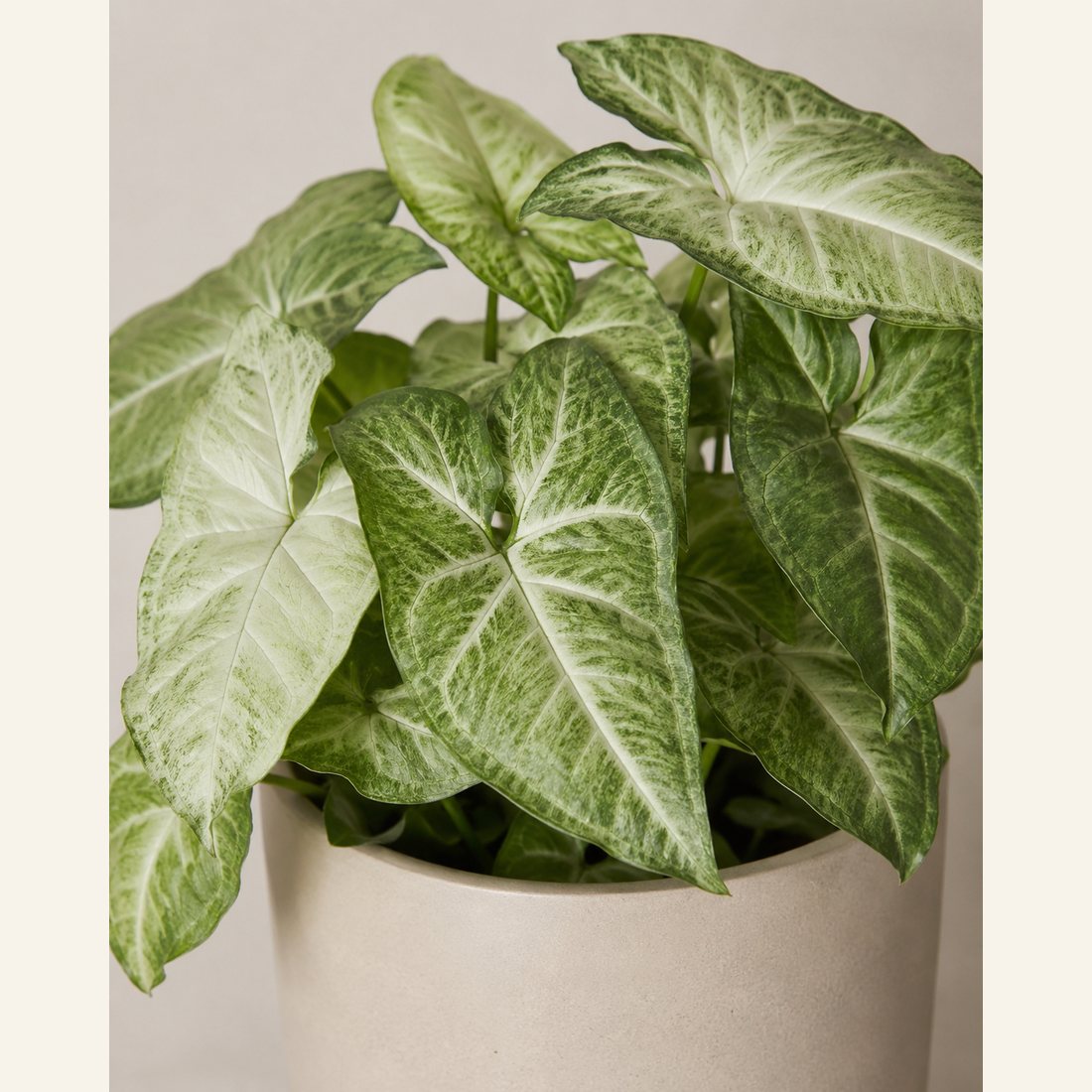 Arrowhead Plant not-pet-friendly houseplant in a simple pot