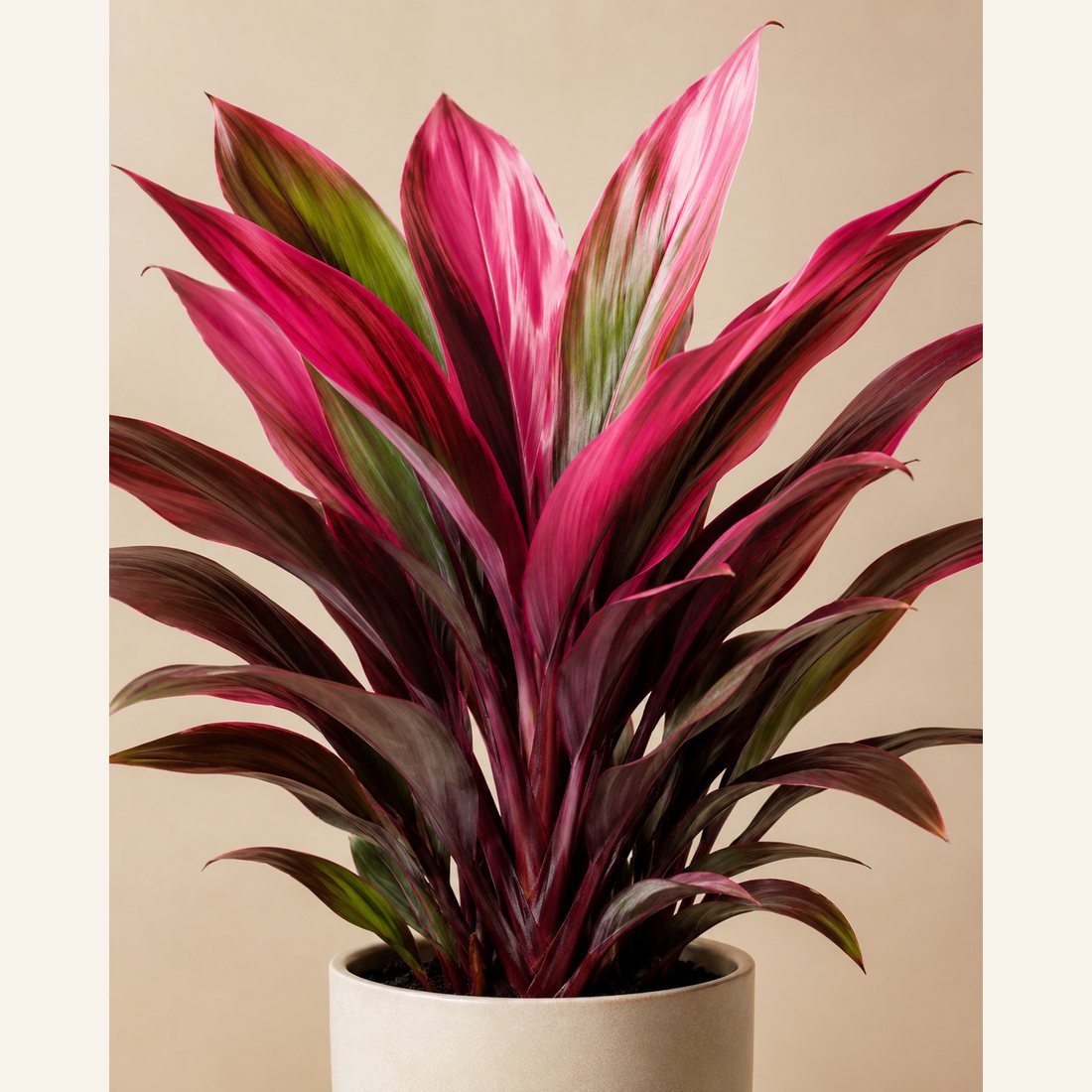 Elephant Ear not-pet-friendly houseplant in a simple pot