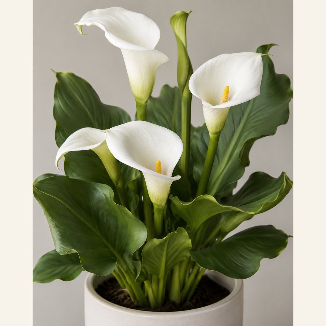 Calla Lily not-pet-friendly houseplant in a simple pot