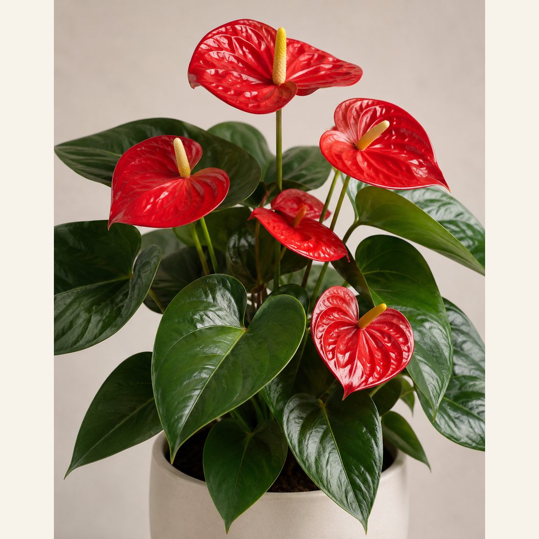 Flamingo Flower not-pet-friendly houseplant in a simple pot